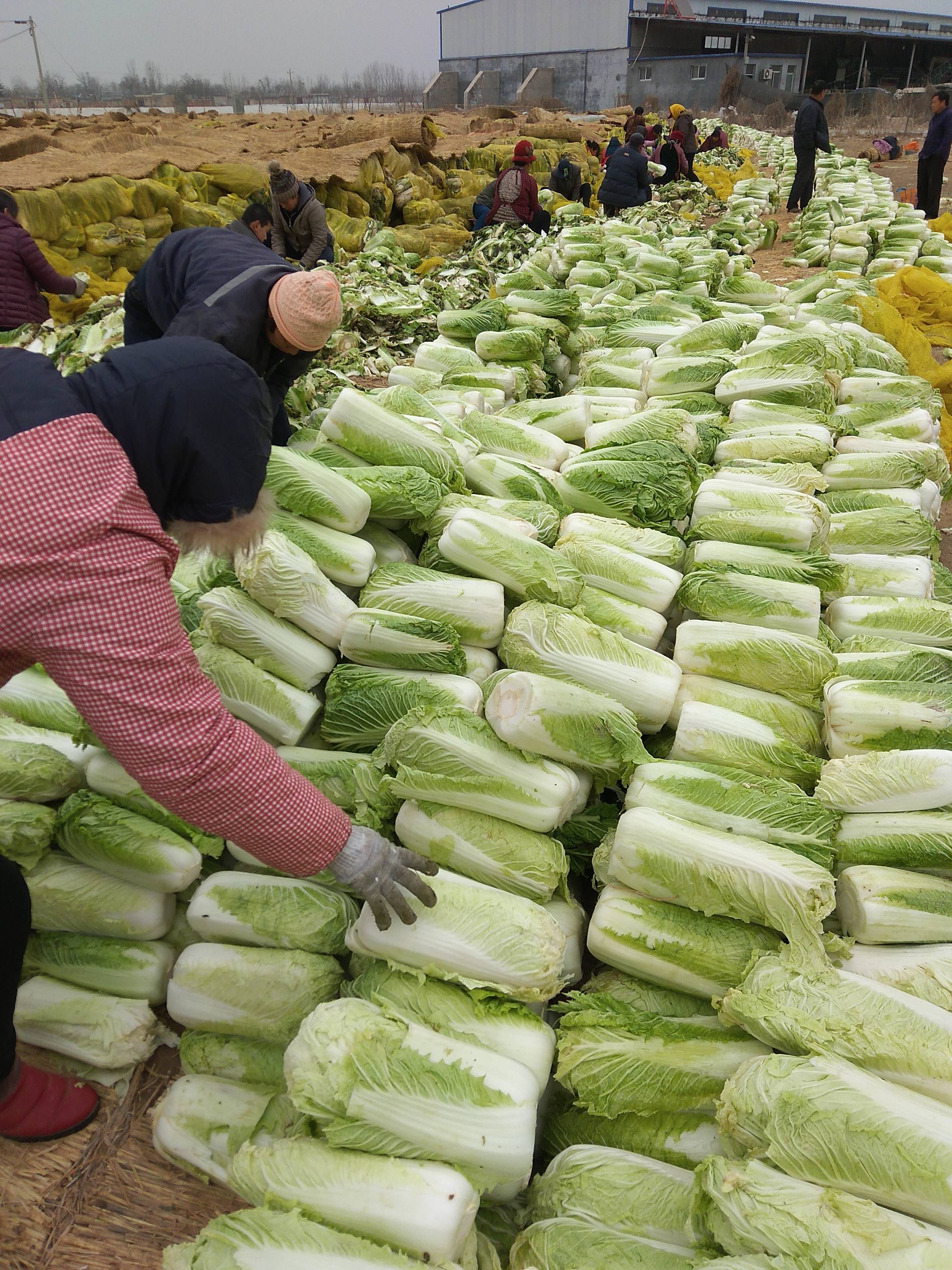 北京三号新三号白菜持续大量供应中，山东肥城，透明袋包装净