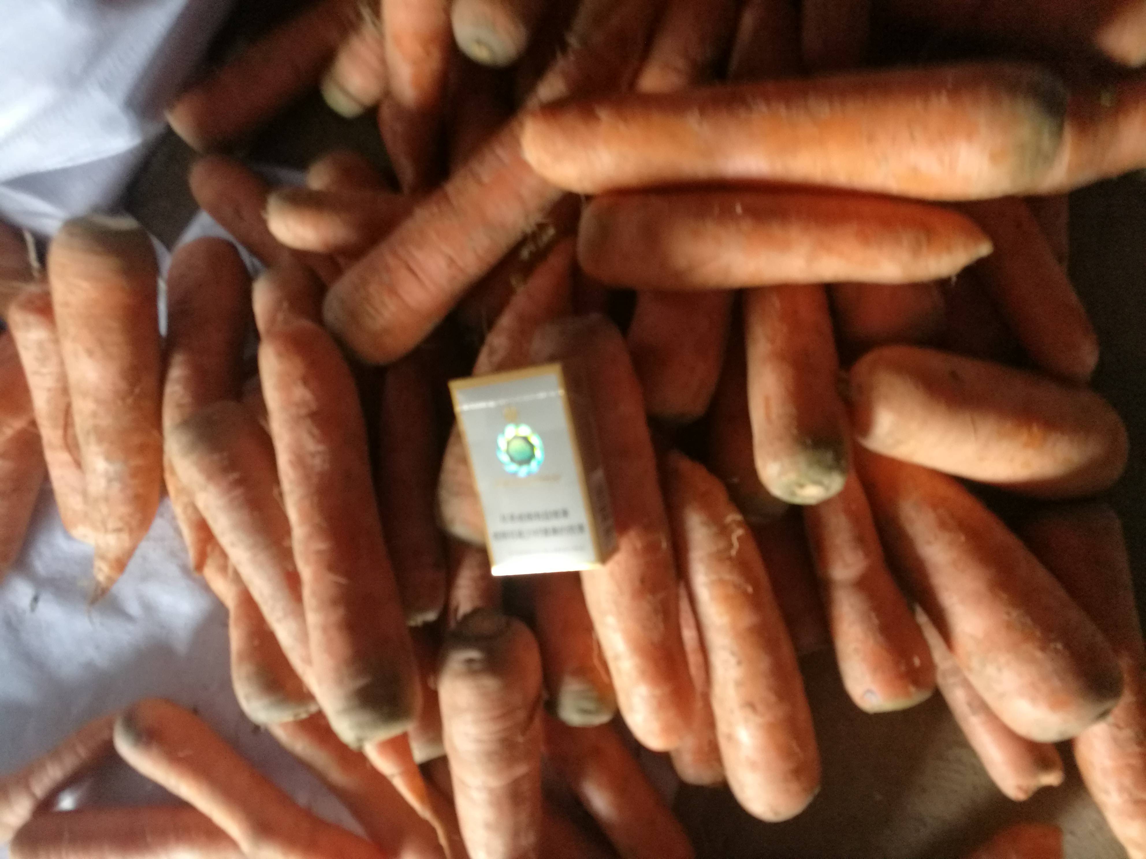 大量供应冷库红罗卜