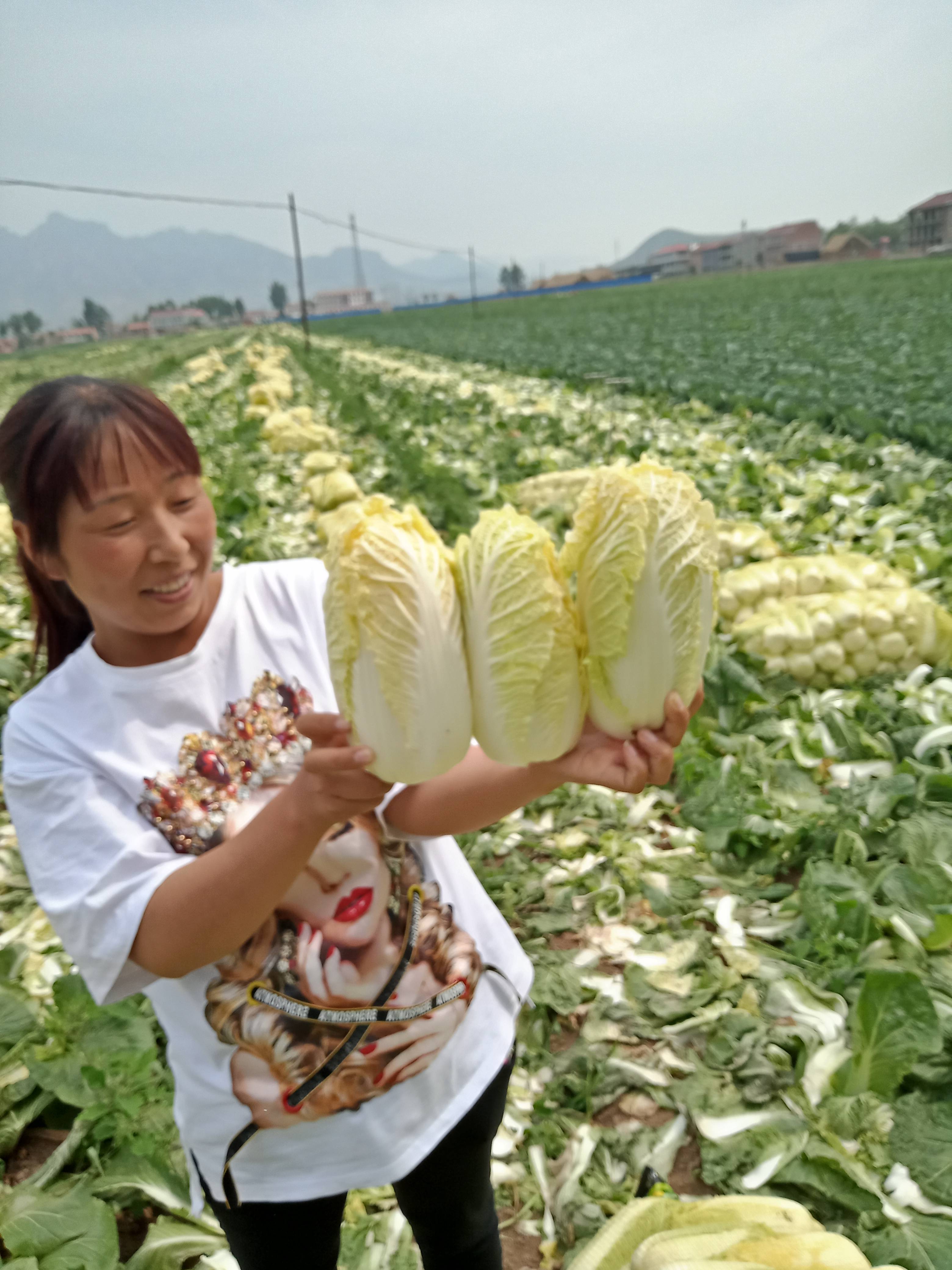精品娃娃菜，质量保证，外形优美价格便宜。