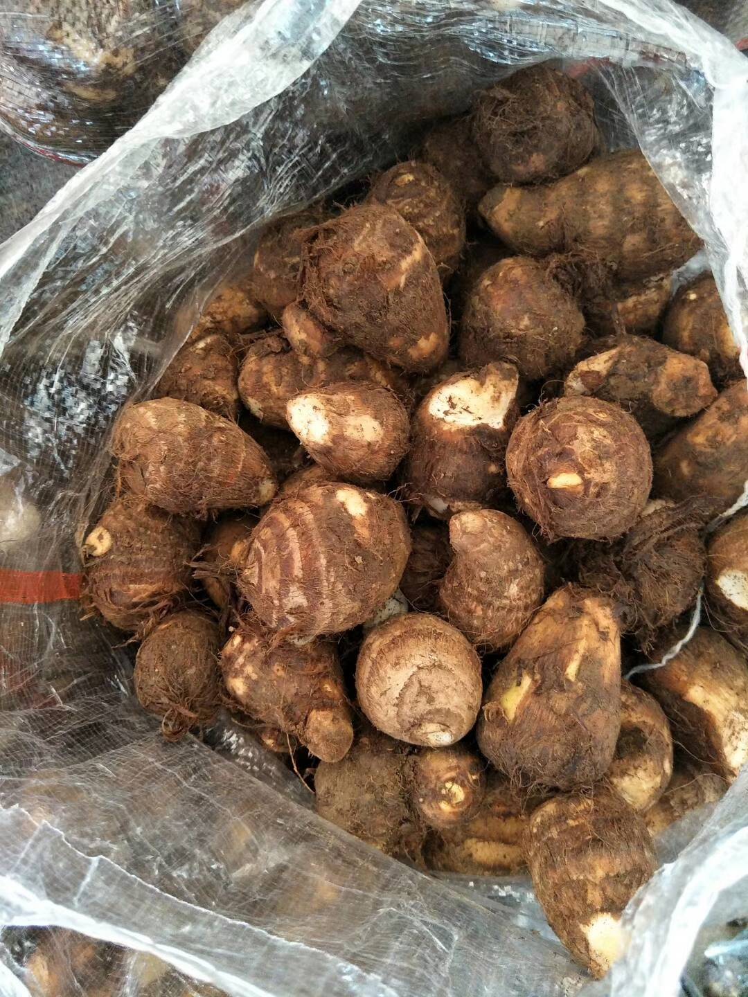 山东芋头基地2025芋头大量上市有通货分级货欢迎选购供应