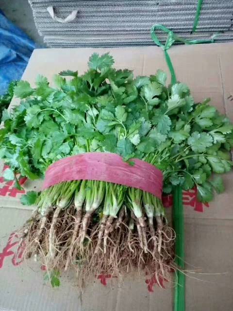 河北永年大叶香菜大量上市中，有需要的朋友抓紧打电话联系，