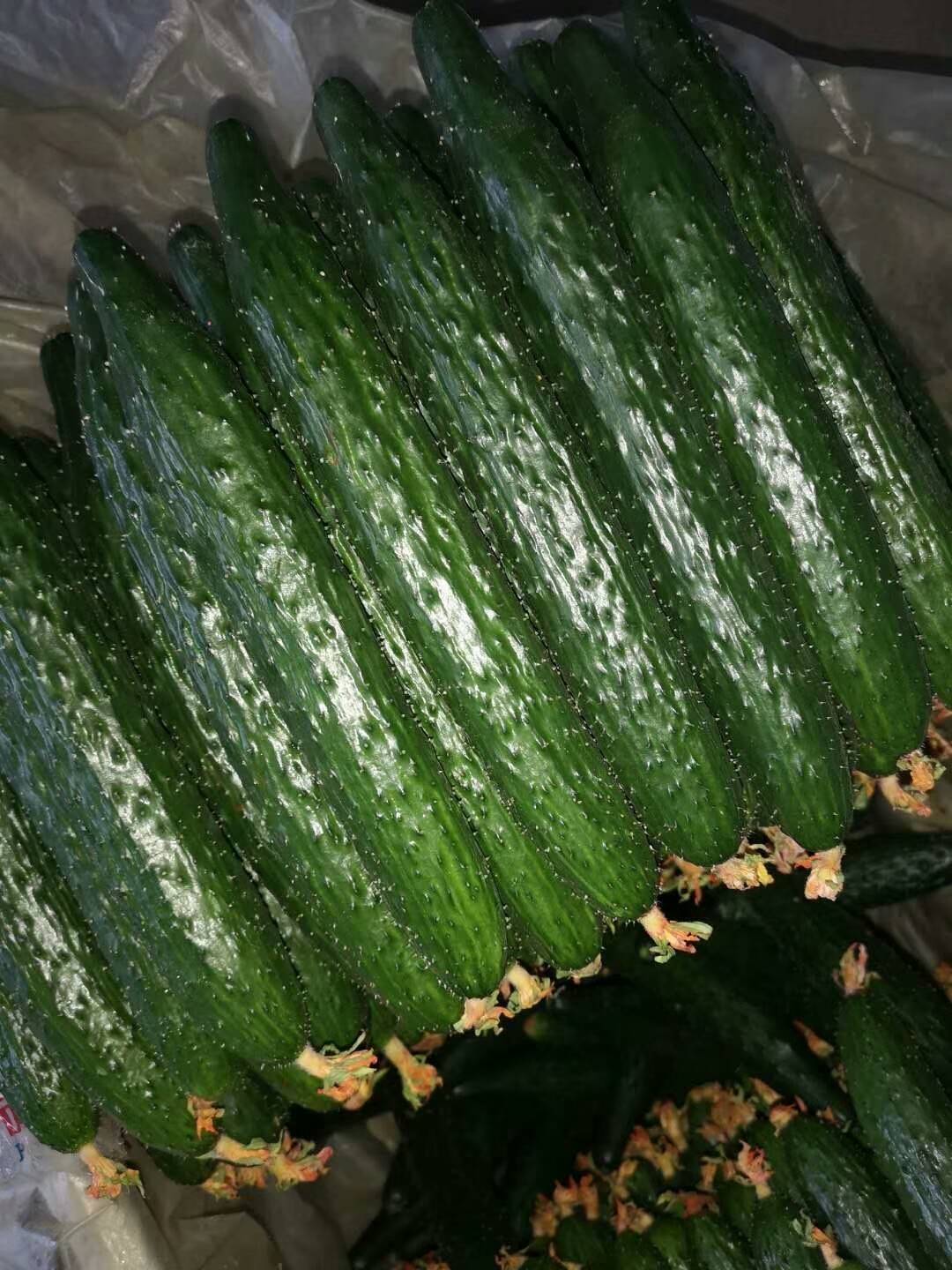 优质黄瓜苖有货，抗病，高产，短巴蜜刺，黑亮，绿亮，134