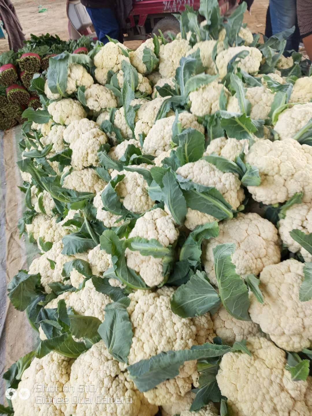 山东泗水菜花陆续上市， 需要可以联系我， 联系电话159