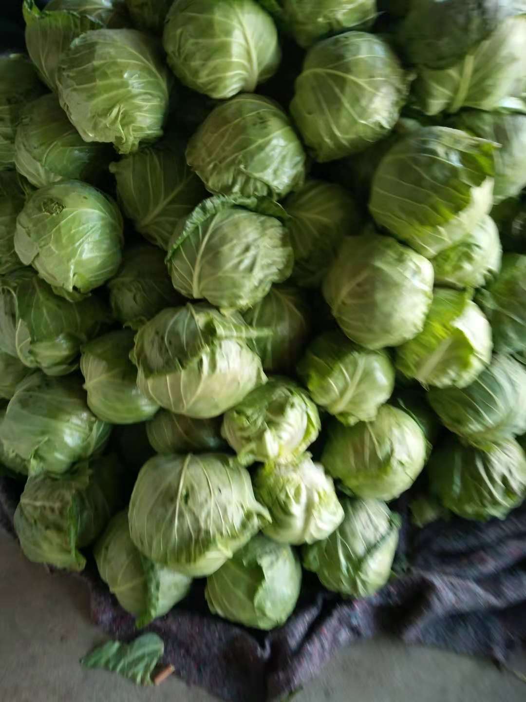 山东泗水甘蓝需要可以联系我，价格便宜，欢迎采购 联系电话