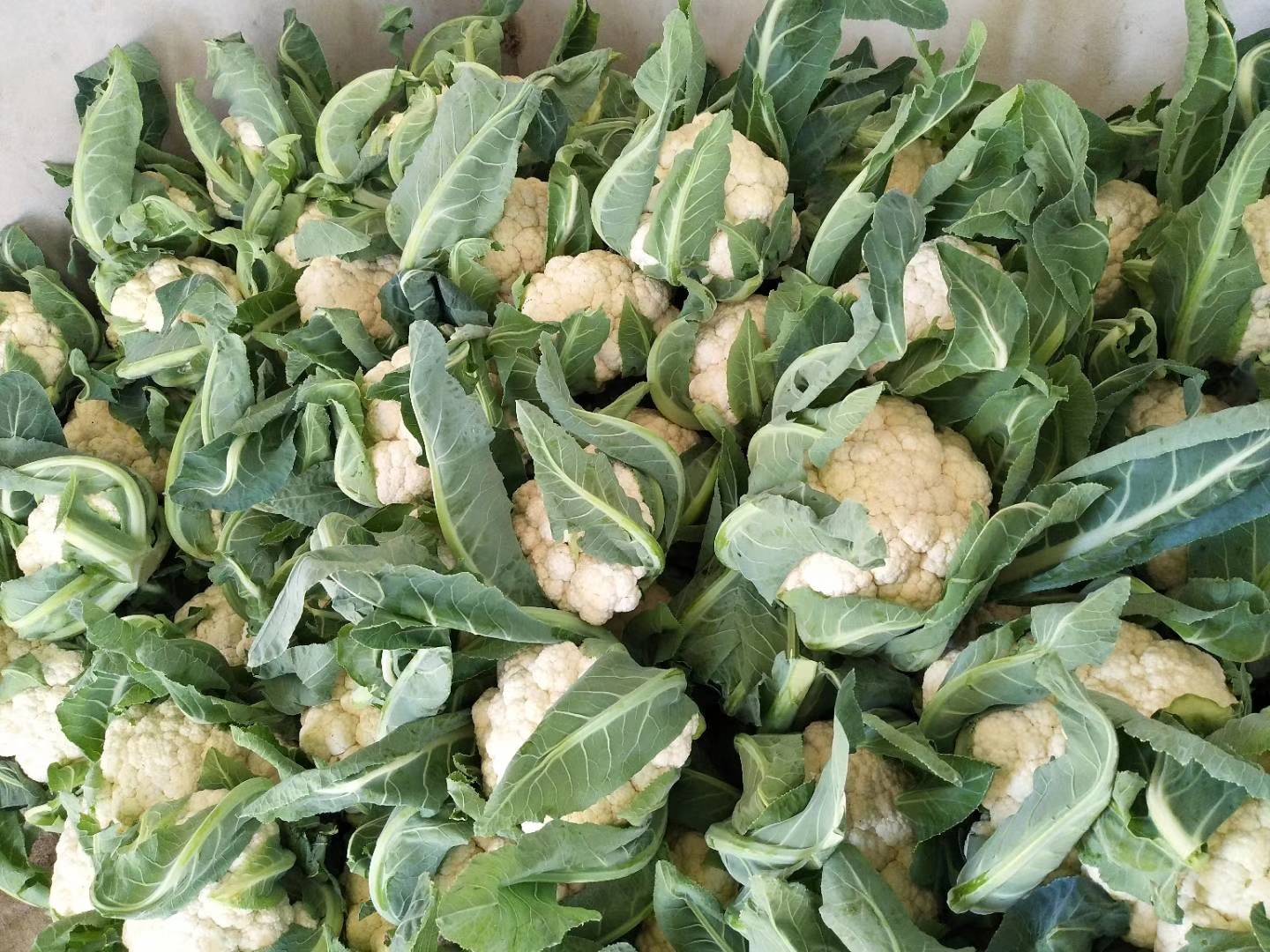 大量菜花基地上市要的联系我