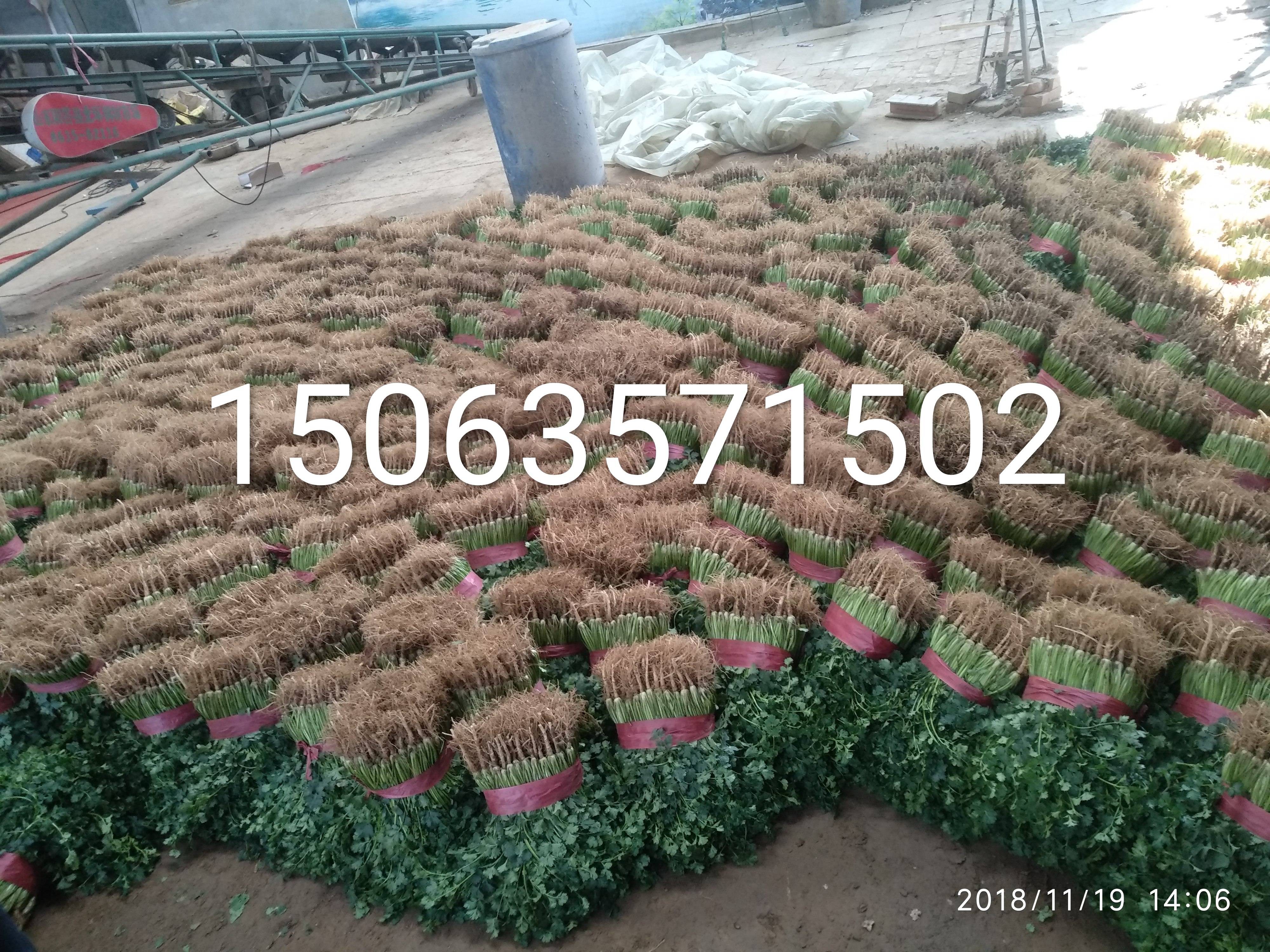 聊城莘县铁杆绿香菜以上市，适合储存和发全国各地市场，可根