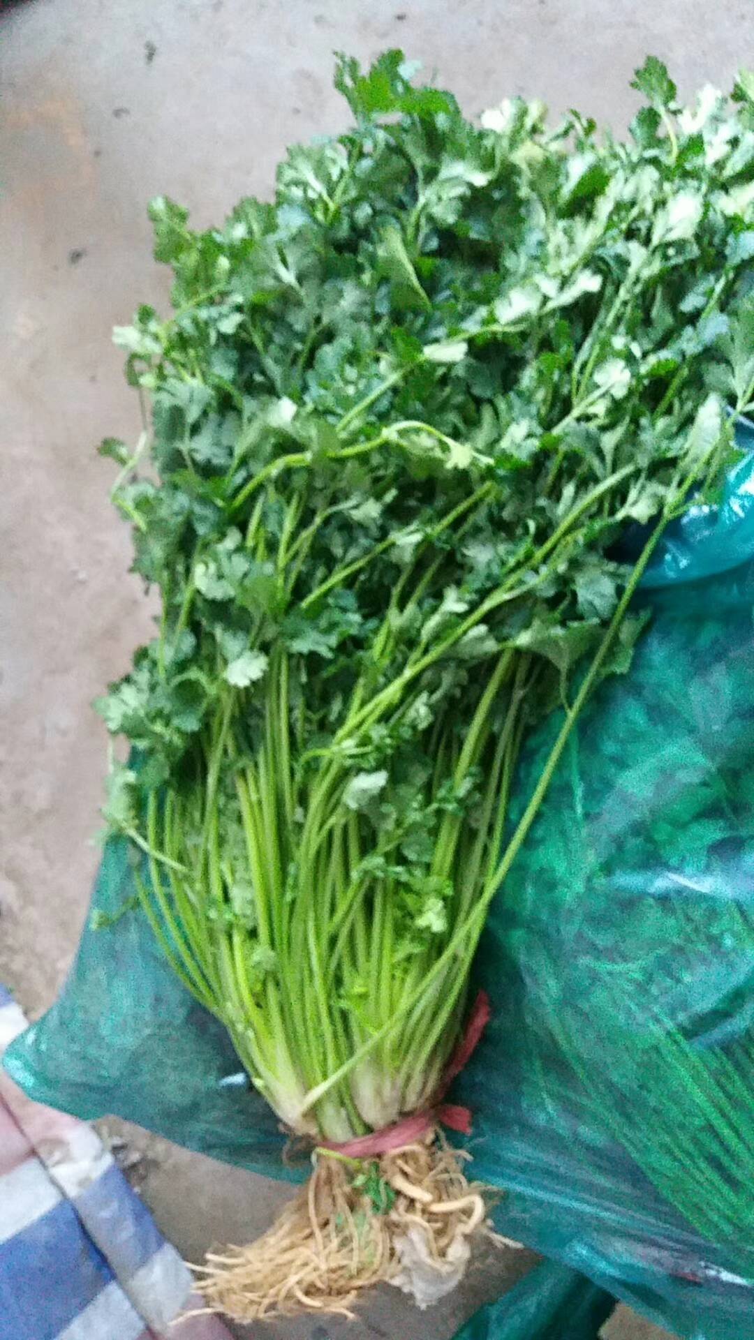 冷库香菜大量开库销售供应电话20242024680另有冷