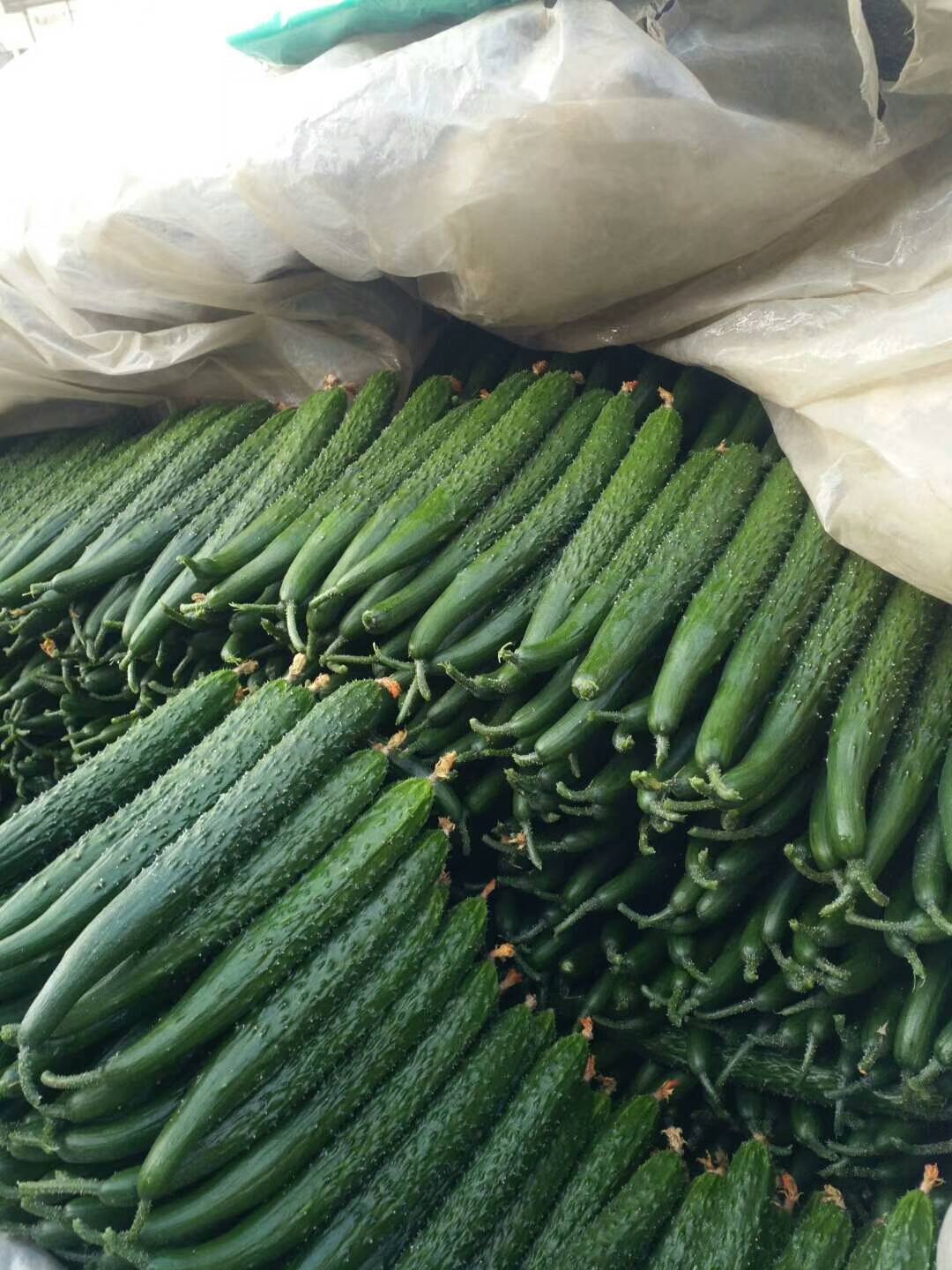 山东省临沂市沂南县大棚亮条黄瓜大量上市，量大质优，有意者