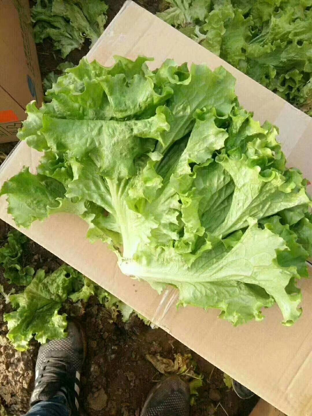 河北永年生菜大量供应中，还有各种蔬菜和反季蔬菜，有需要的