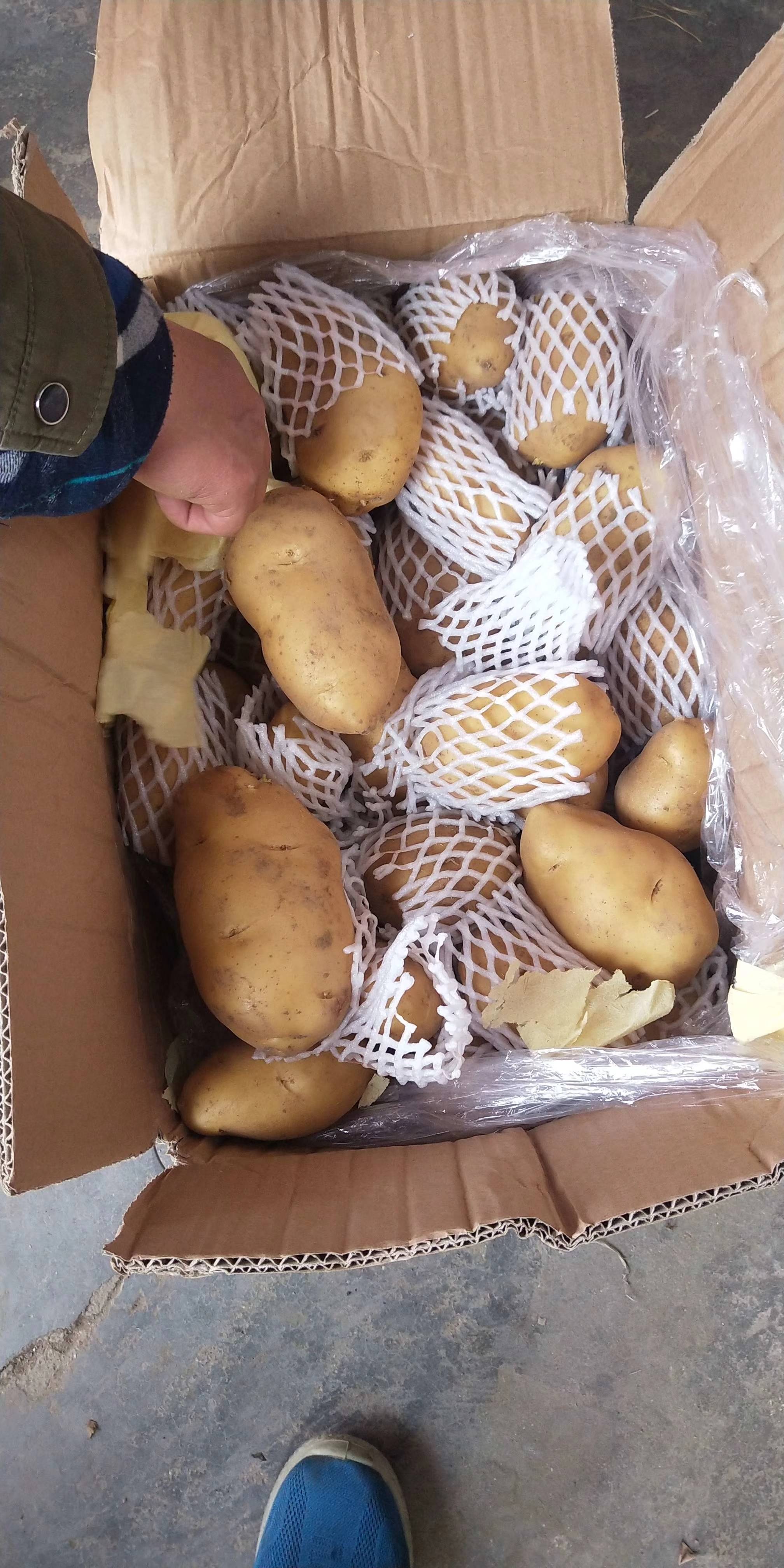 求购大量山东冷库土豆 箱装 袋装 常年代收代发 欢迎洽谈