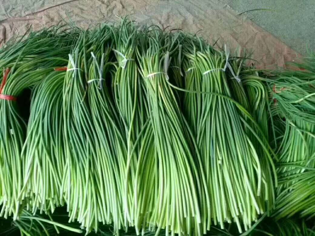 常年供应批发代办加工冷藏金乡优质蒜苔，金乡蒜苔质量好，耐