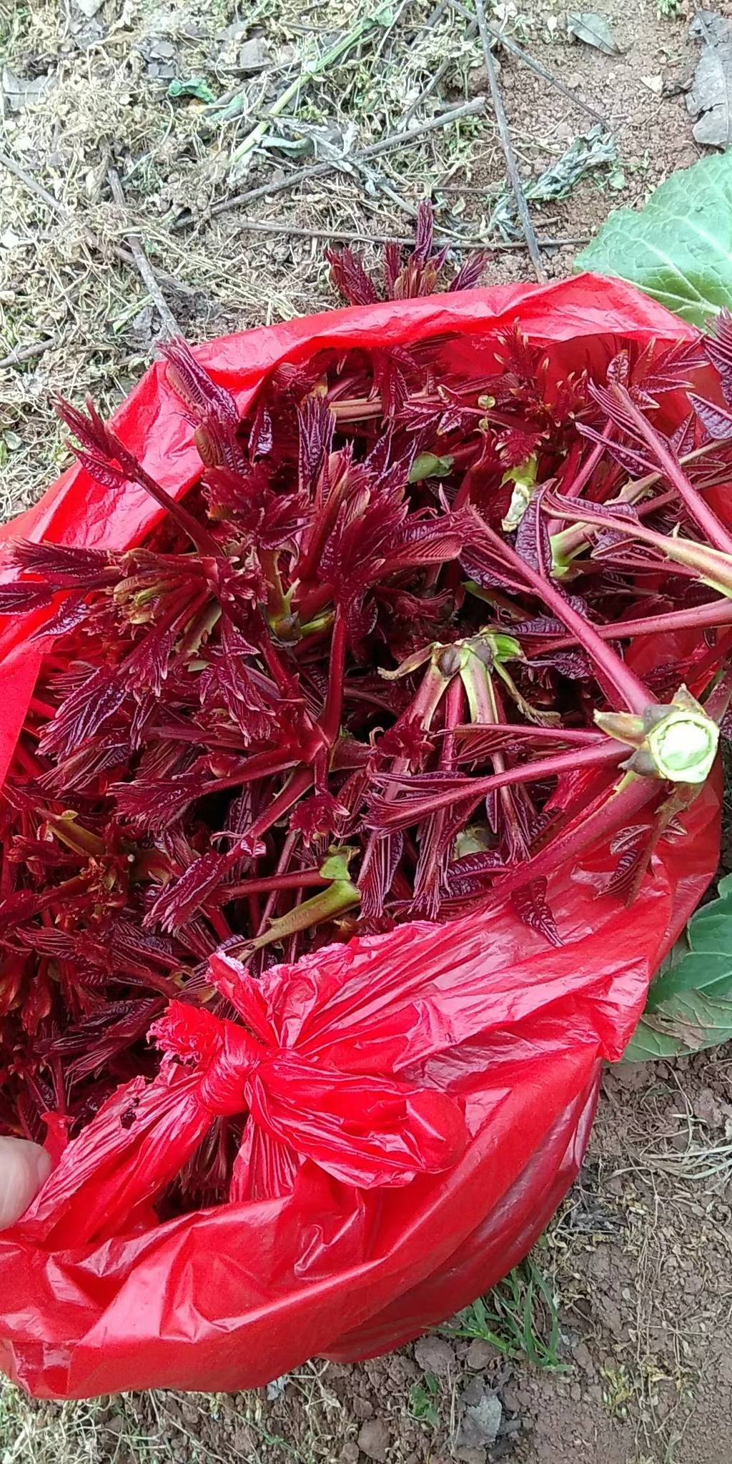 香椿芽