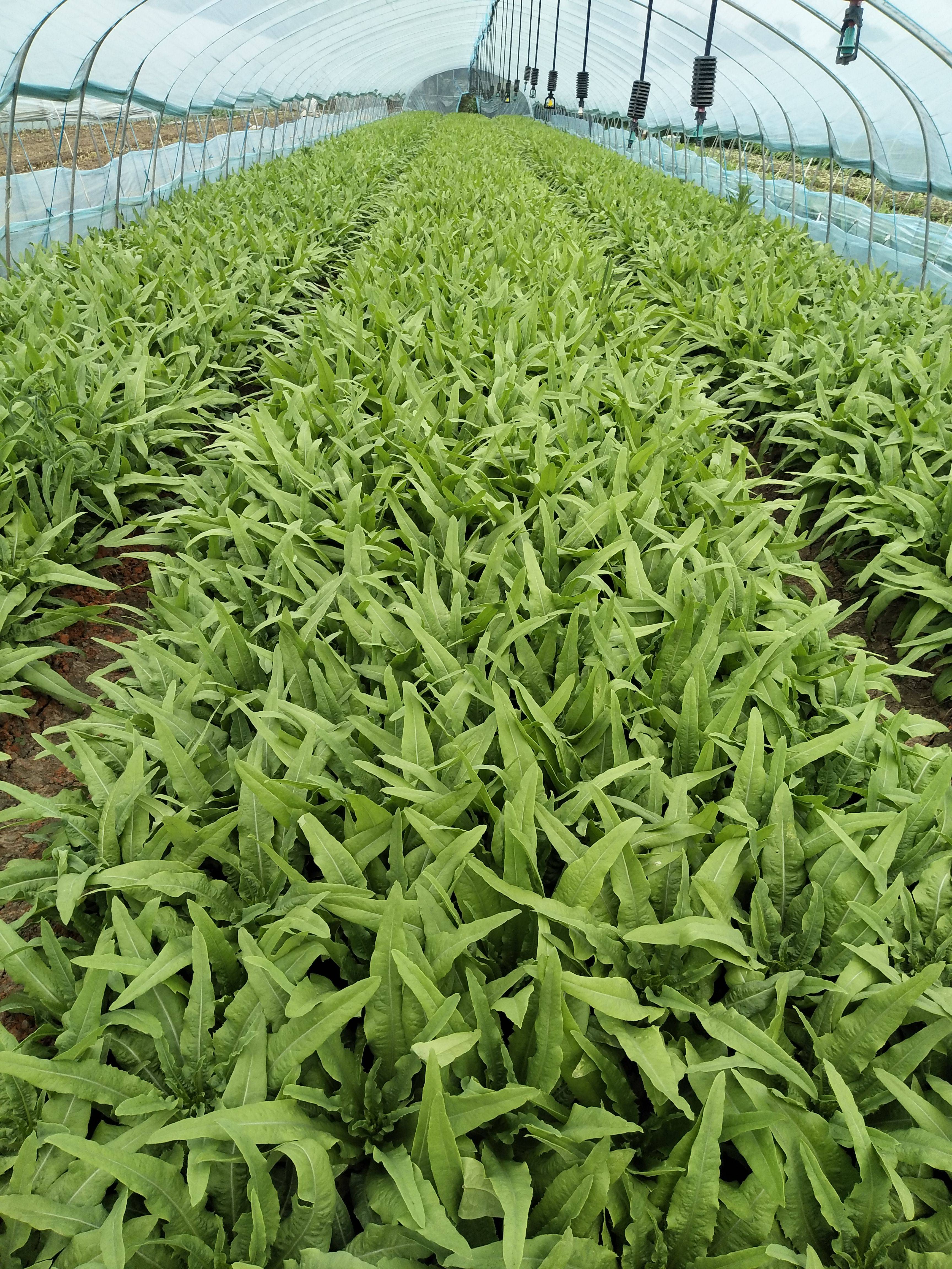 有20250斤甜油麦菜滞销，请需要的朋友前来定购