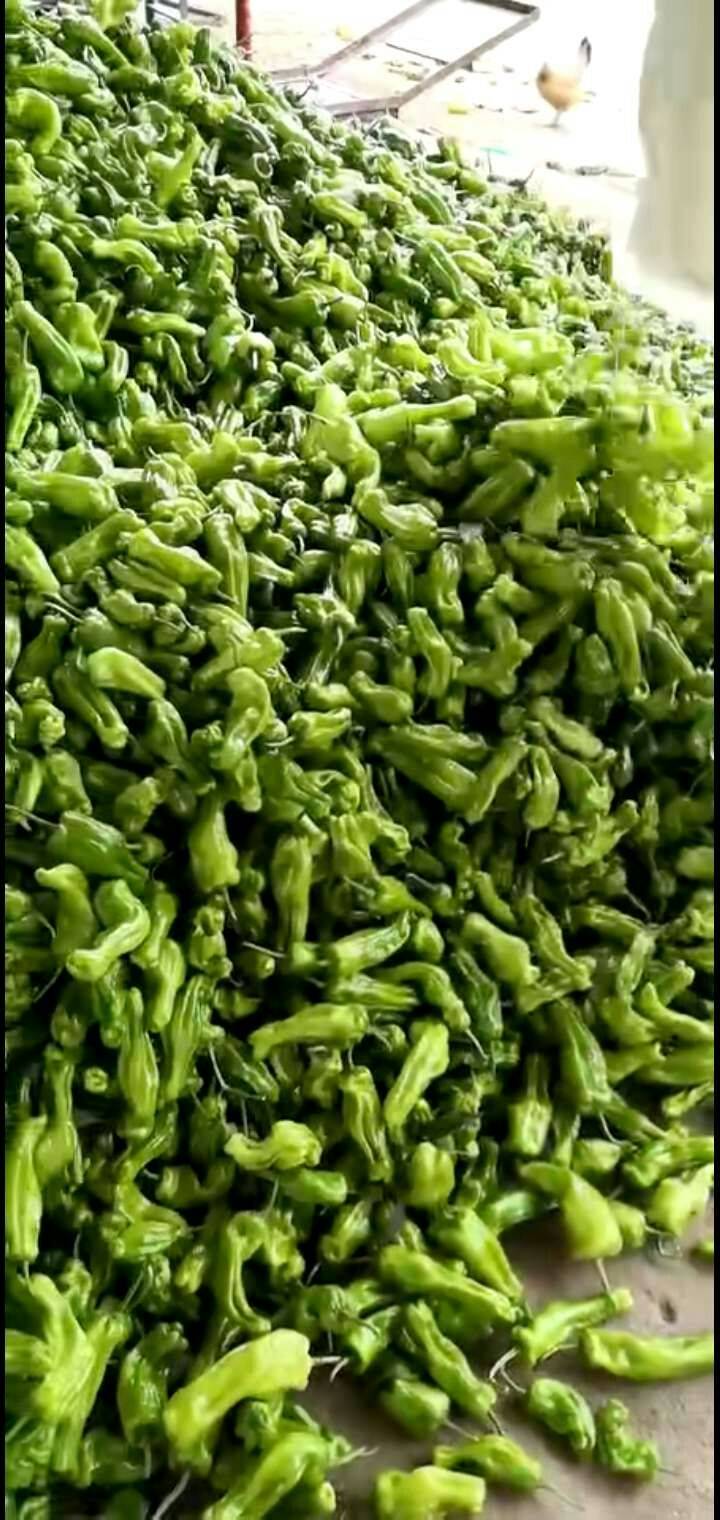 苏椒五号量大。颜色好。个头均匀。货源足。螺丝椒，线椒，3