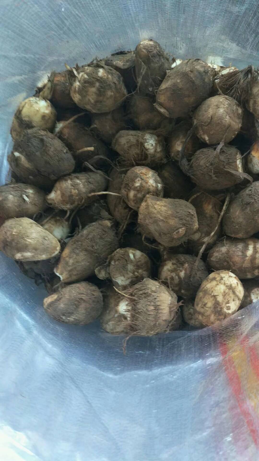 山东2024芋头大量上市有通货分级货二母货源充足欢迎选购