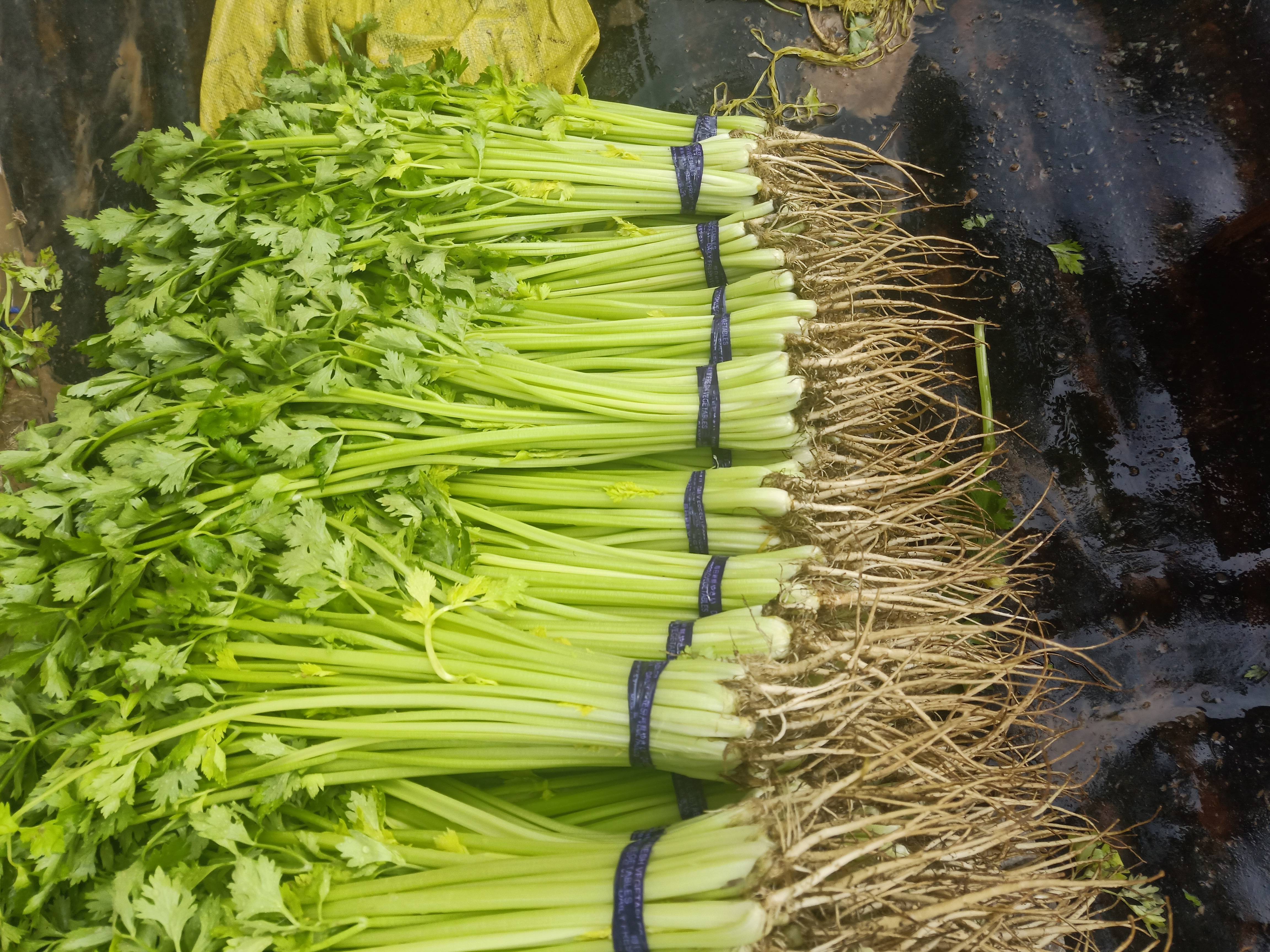 大量供应砀山县大棚芹菜！芹菜大小中颗都有，质量非常好、本