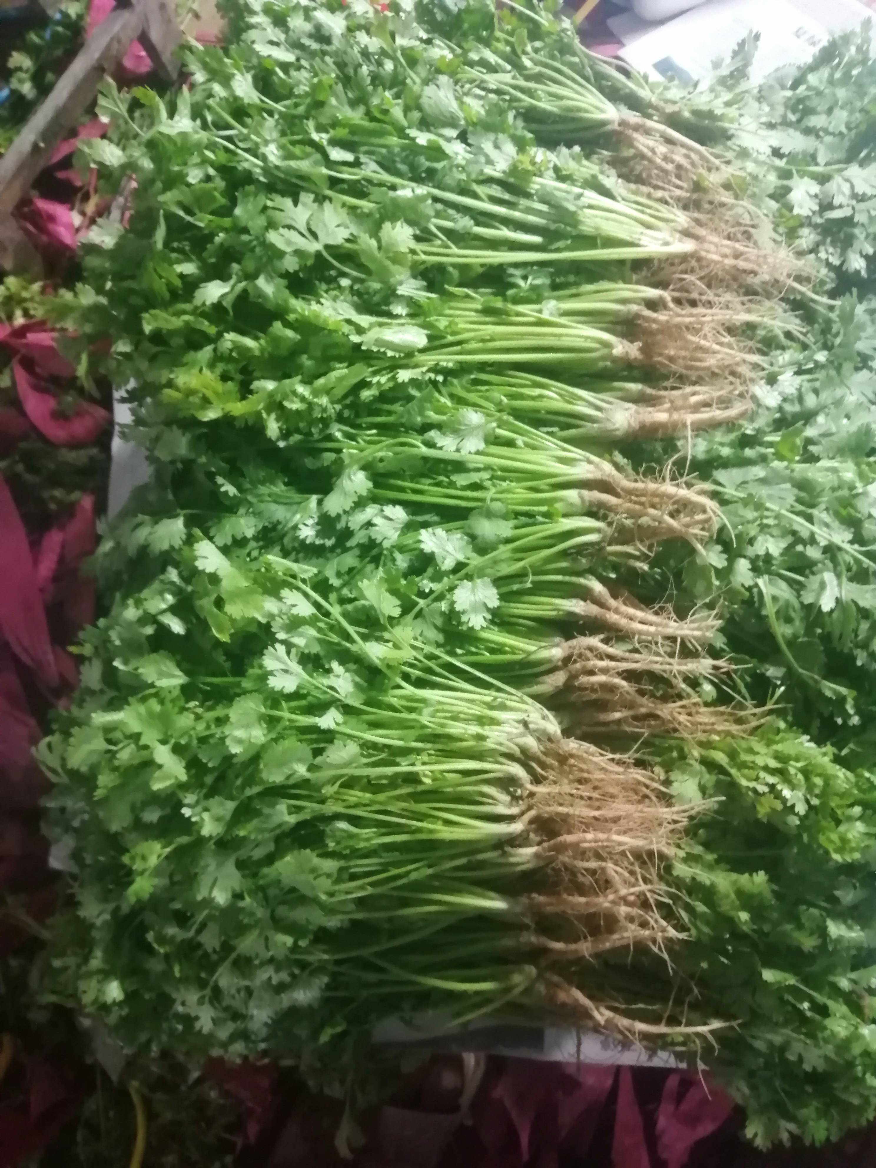 大量上市。质量好，货源充足。有需要的联系我。