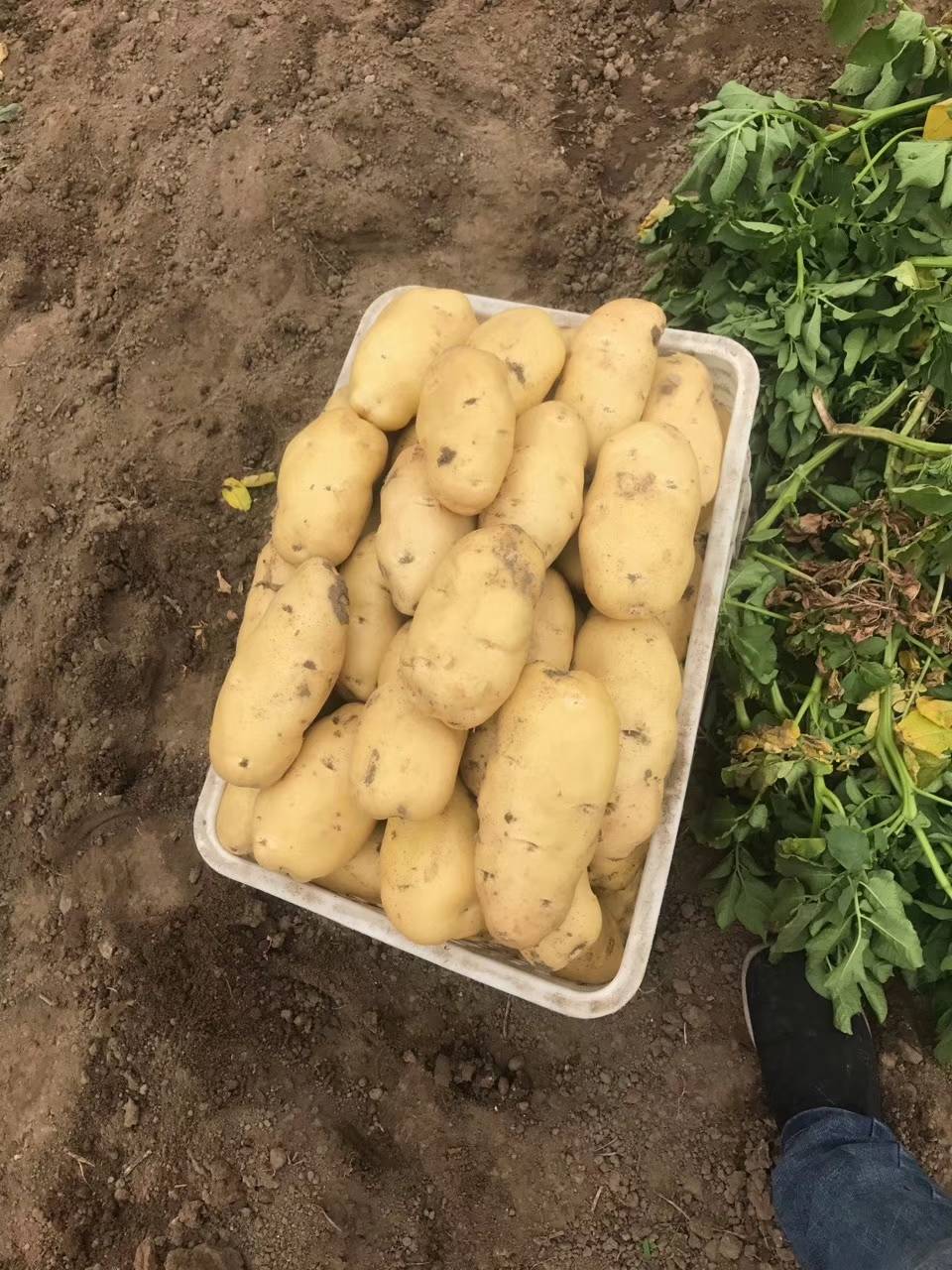 山东土豆批发，量大价格真实，质量好，销往全国各地，常年供