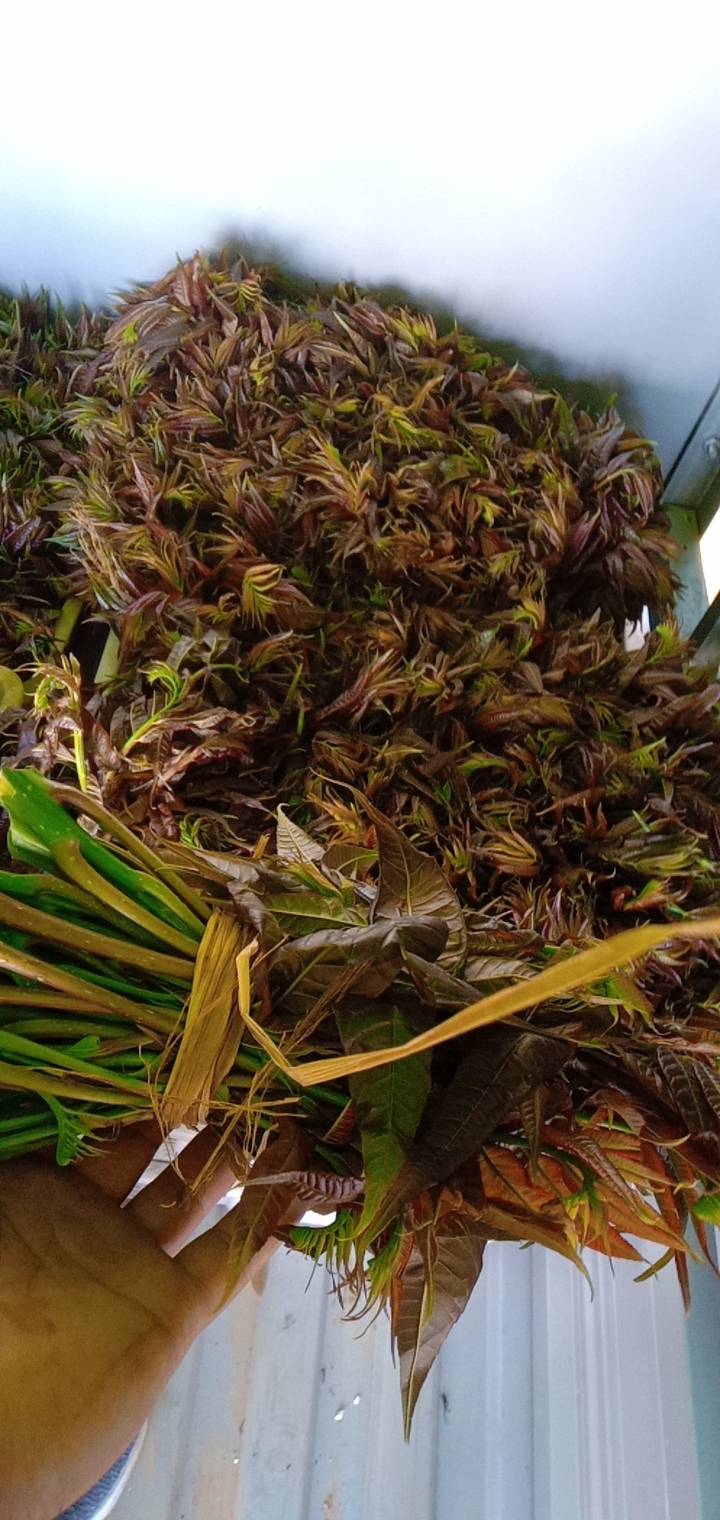 红油香椿！15cm到18cm