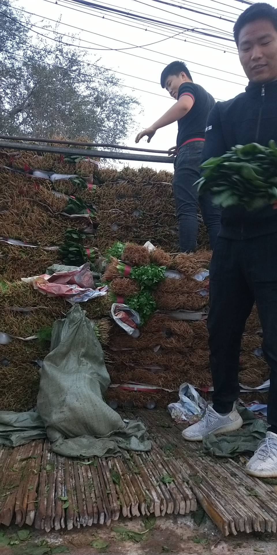 本地大叶菠菜香菜大量求购中有需要的朋友给我联系了2024