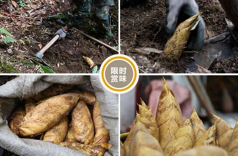 大量求购大别山黄泥冬笋，本人居住地在大别山万亩竹海，冬笋