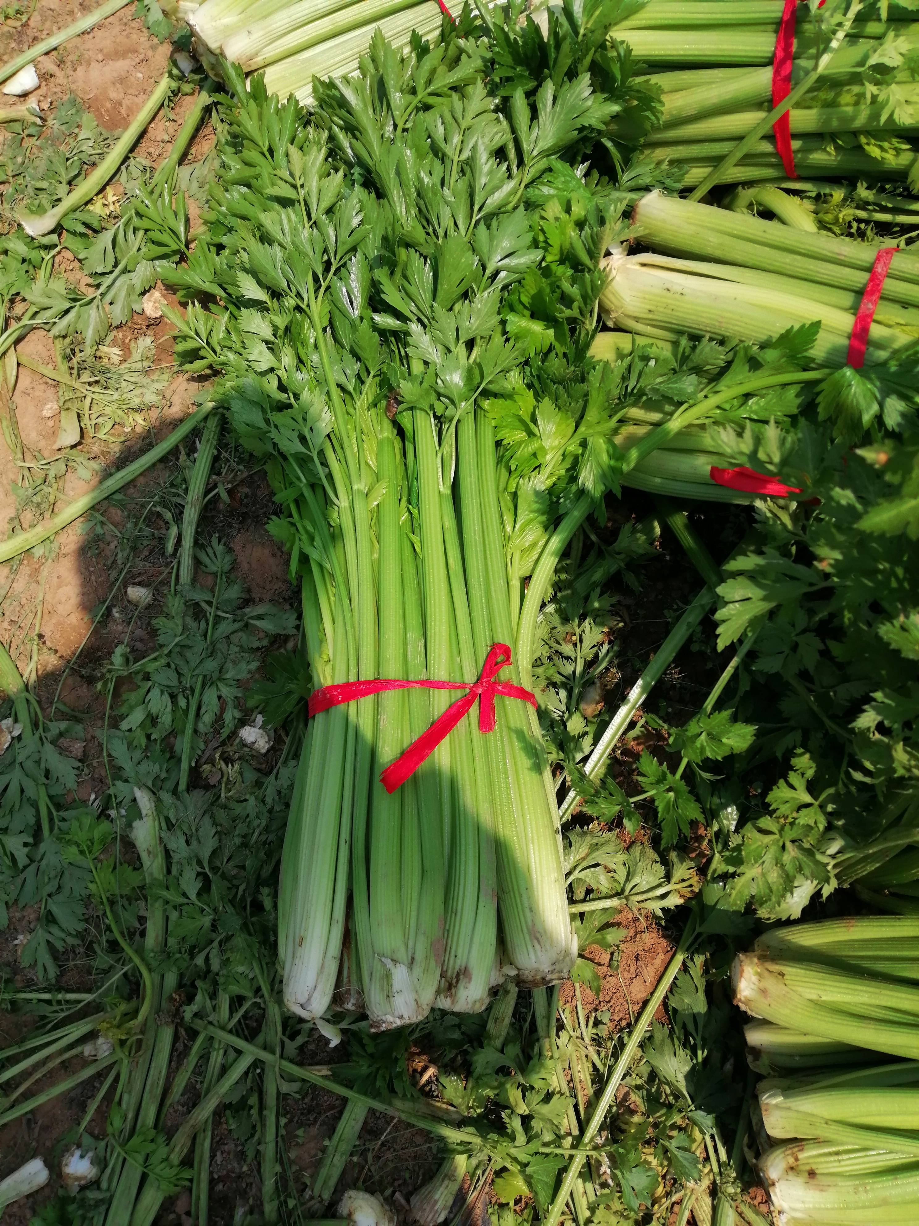 基地直供，产地代办，货源充足，一手货源来自农户，当天采摘