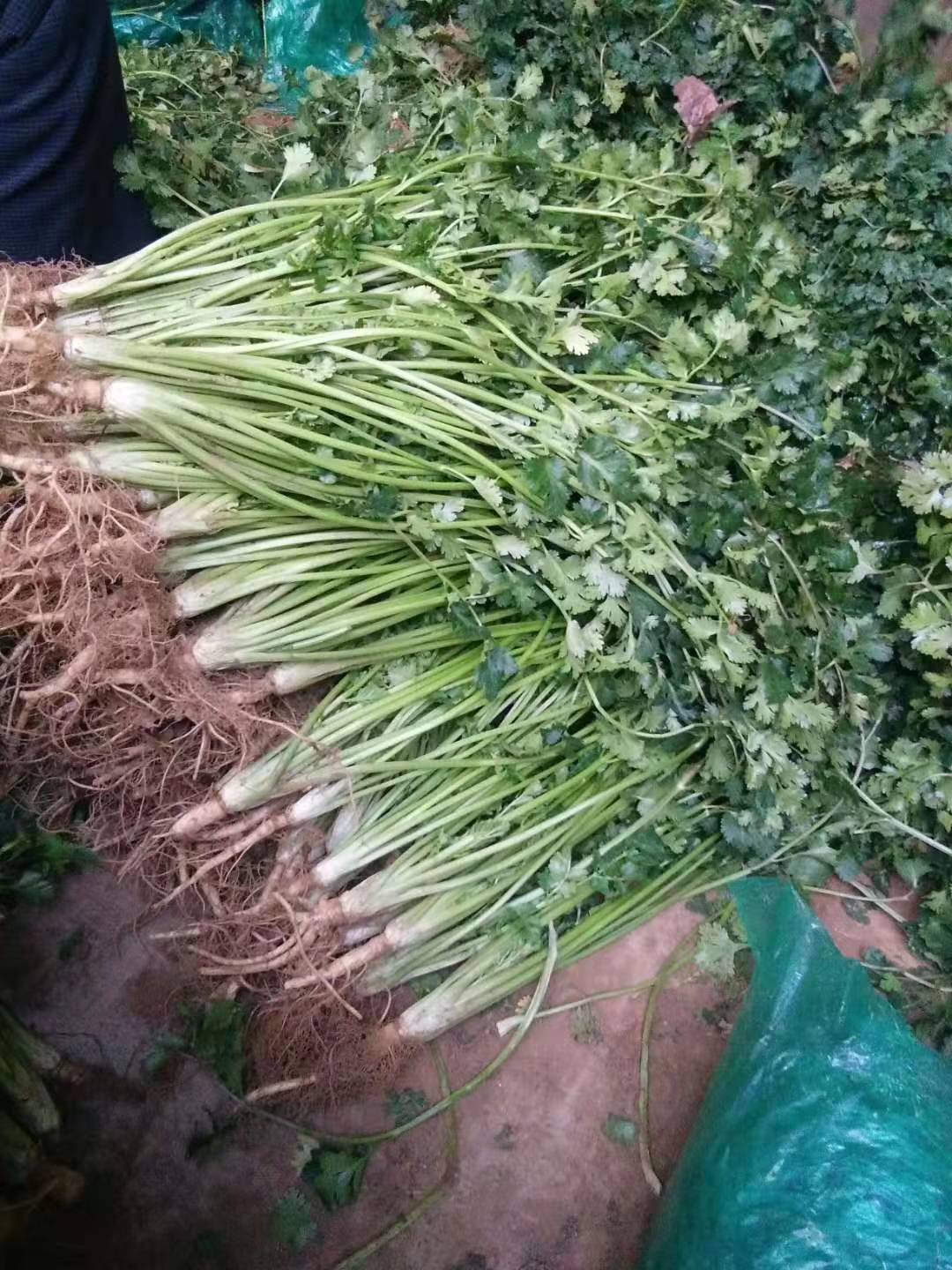 精挑细选冷库，户外香菜都有，高度适宜，适合零卖发市场，主