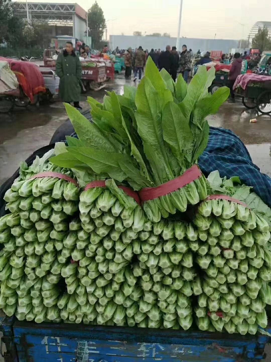 精品油麦菜，大量上市，河北邯郸联邦蔬菜市场，各种蔬菜都有