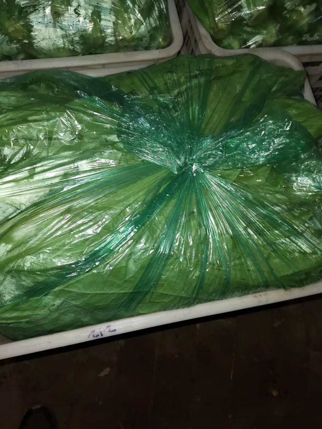 大量苦菊、生菜、油麦菜新鲜上市！