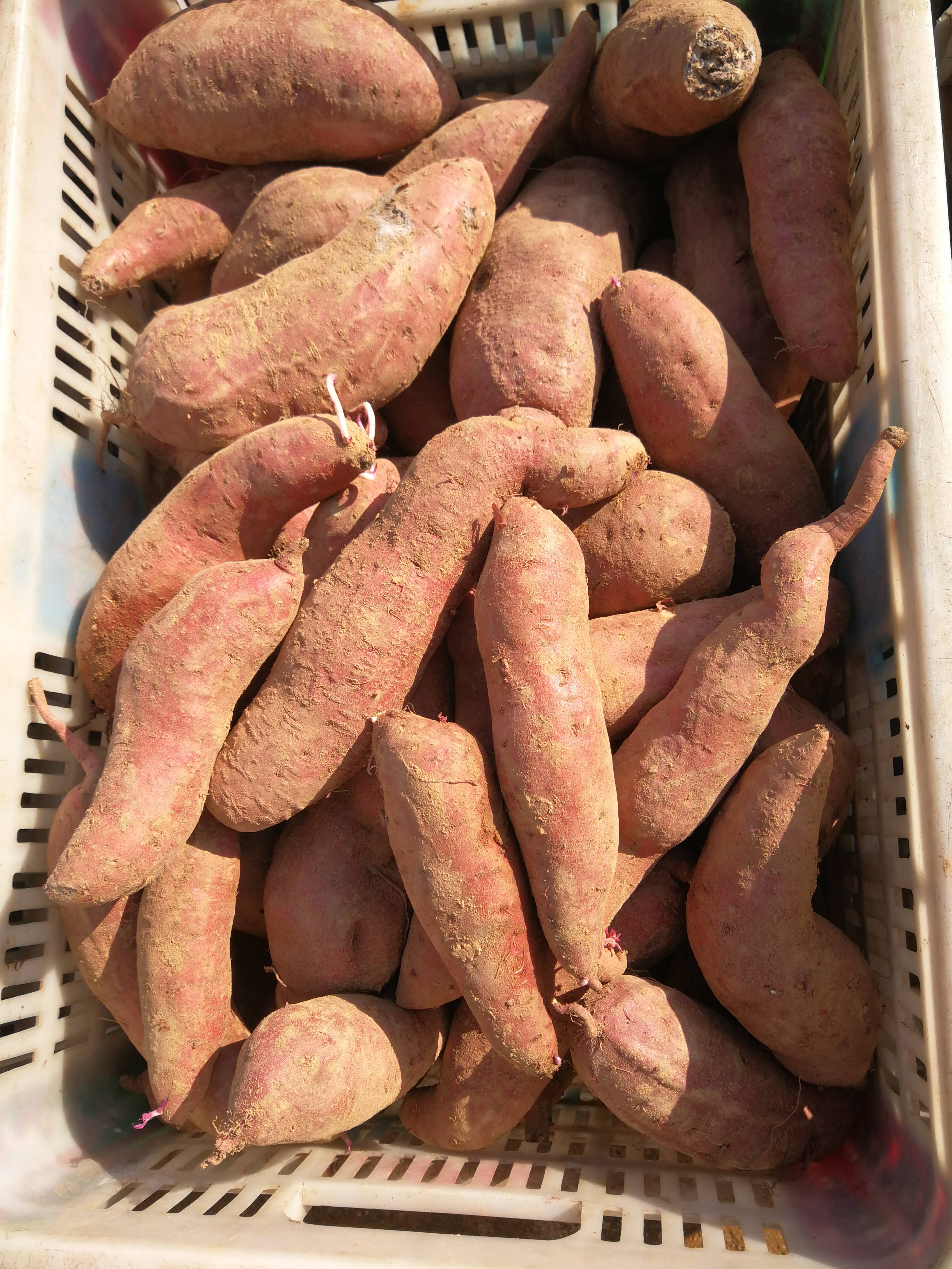 大量批发济薯21，26地瓜