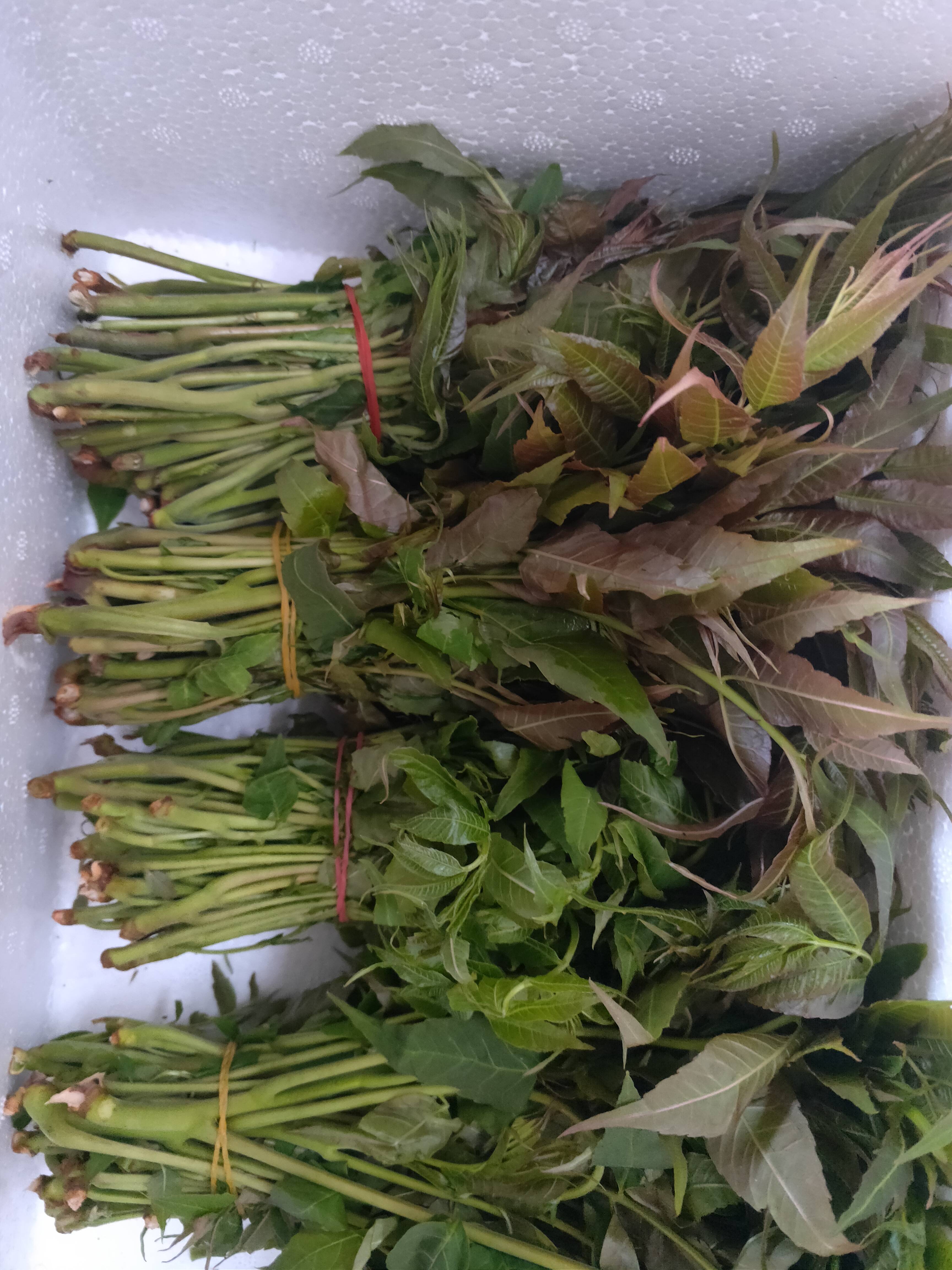 山东红香椿协会大量求购香椿芽。