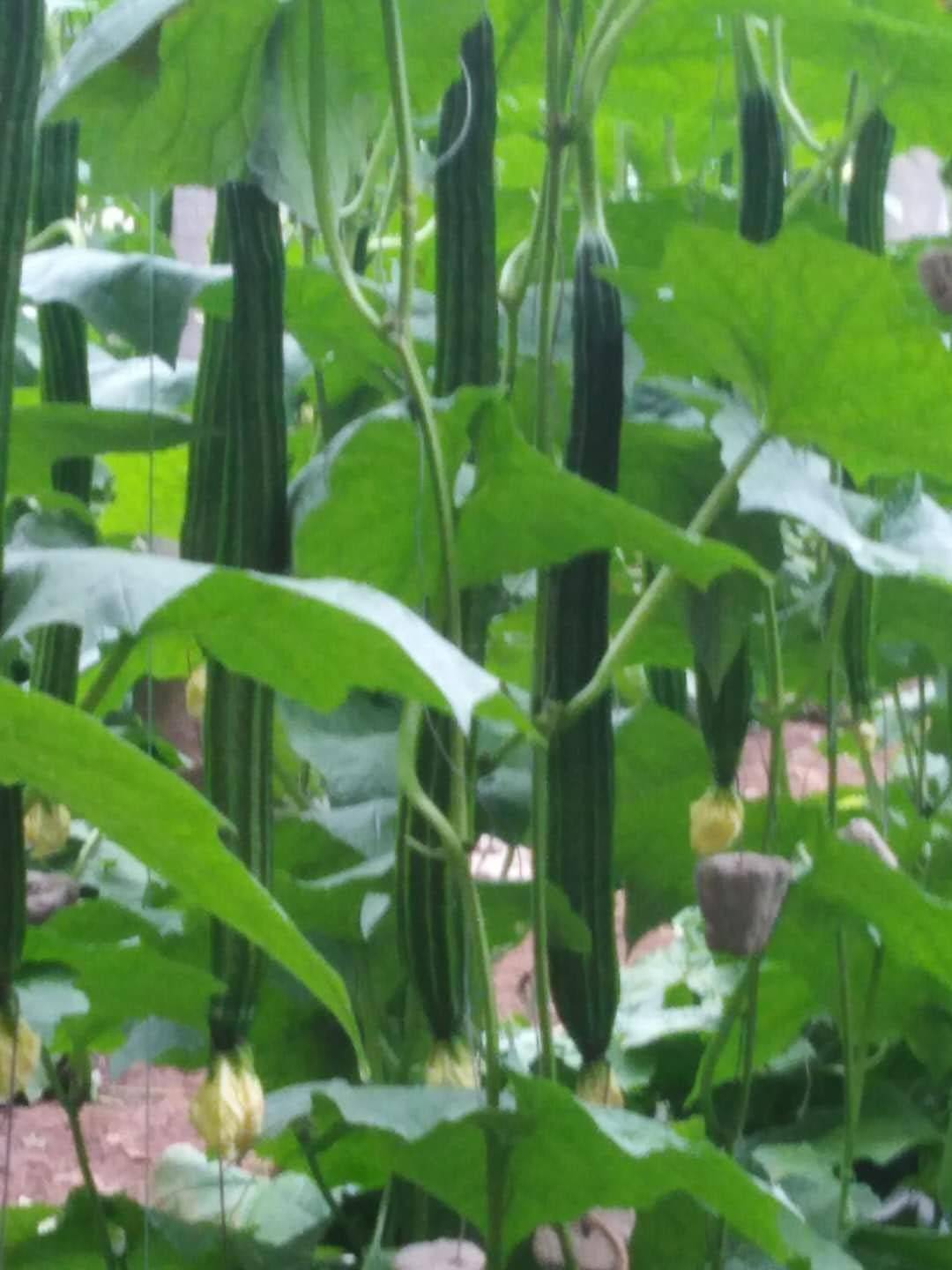 蔬菜之乡寿光市，自家两个大棚里种的新鲜的棱丝瓜，大量上市