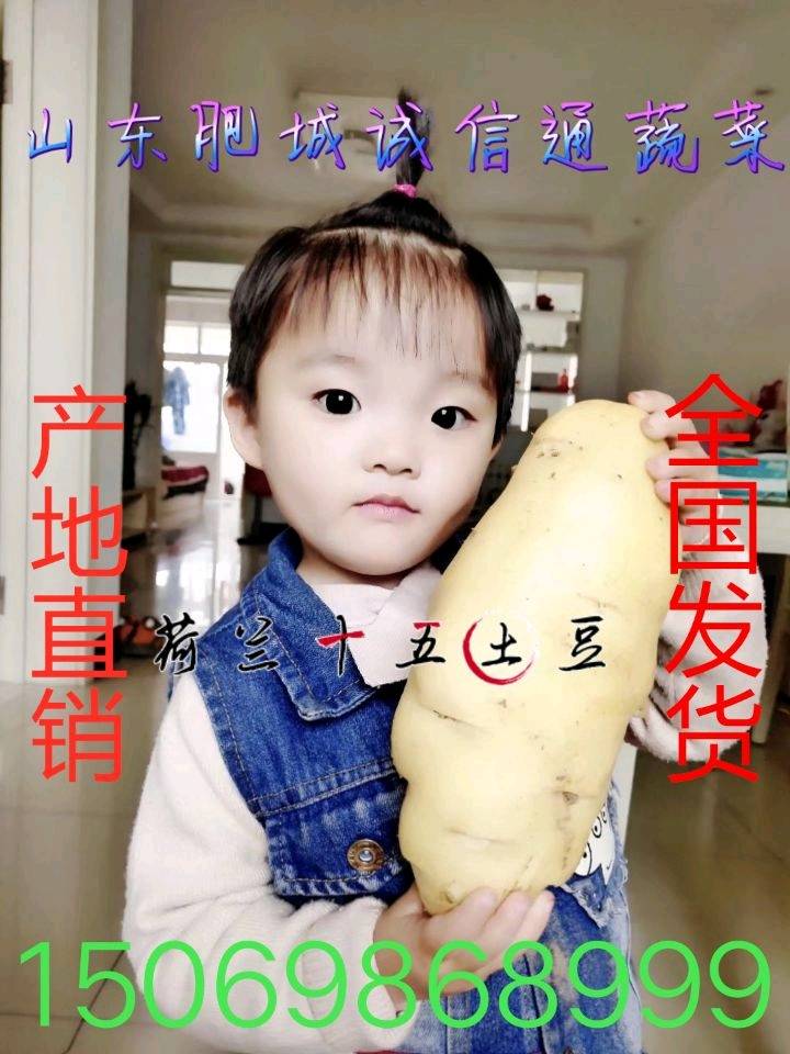 山东肥城土豆产区的荷兰十五土豆大量上市供应中，春季大棚新
