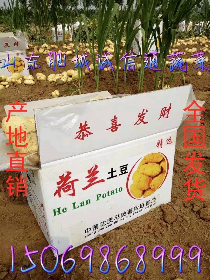 山东肥城土豆产区的荷兰十五土豆大量上市供应中，春季大棚新