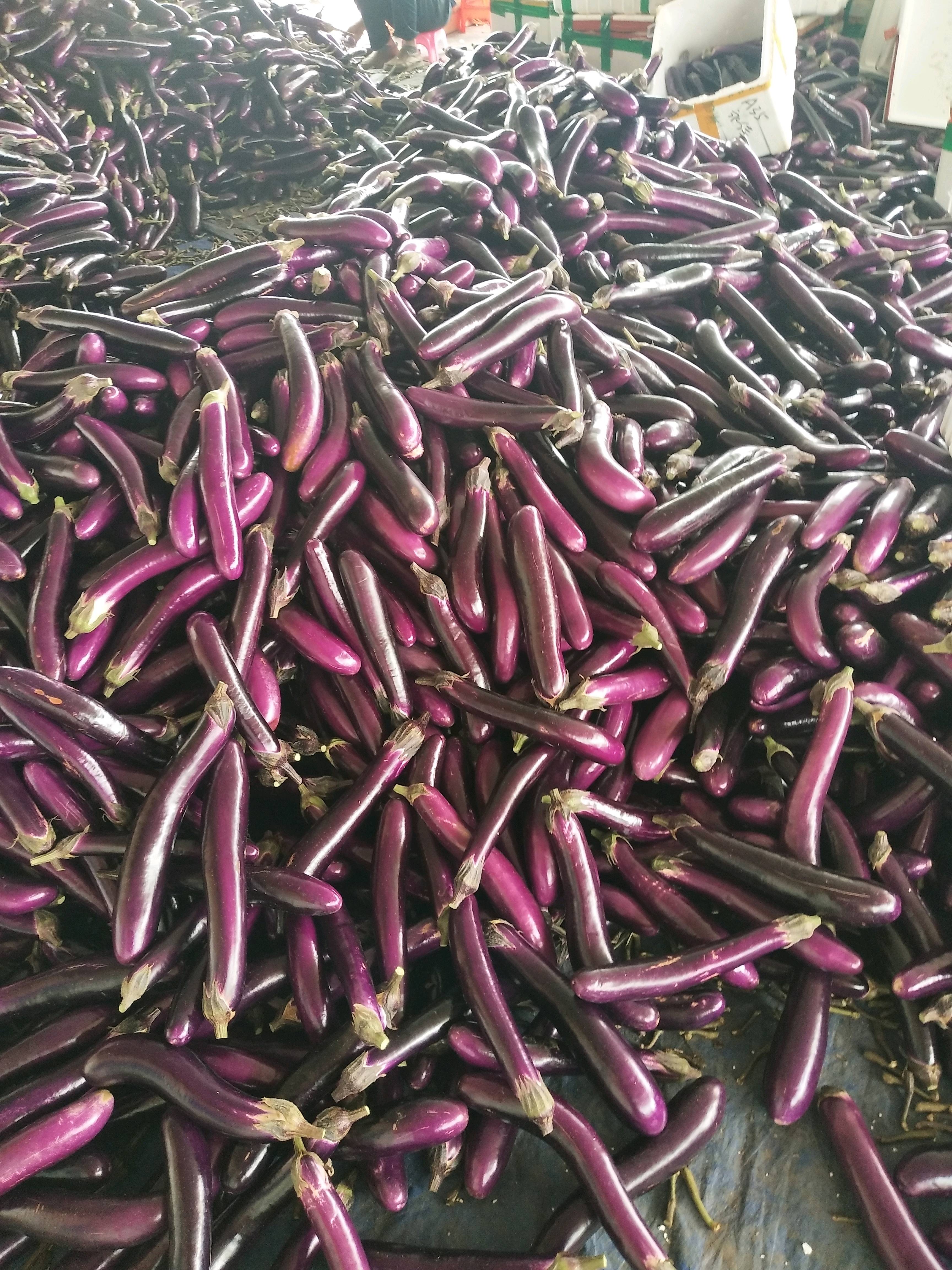 紫长茄
