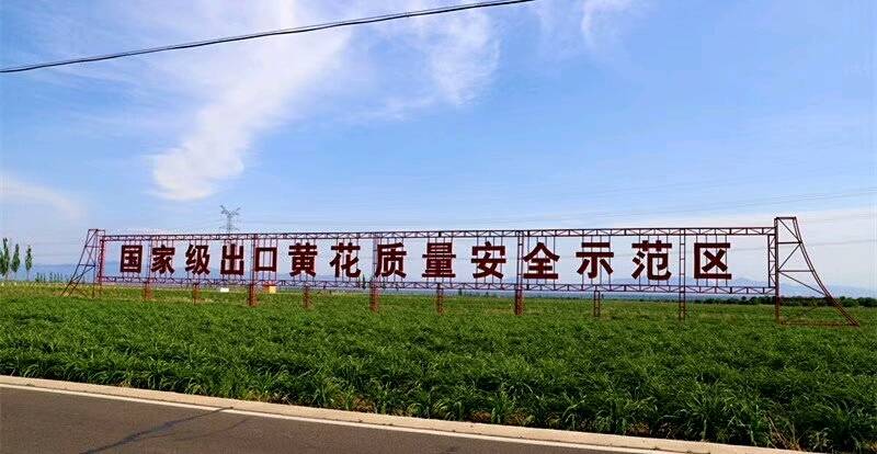 大同新鲜黄花菜，干黄花菜