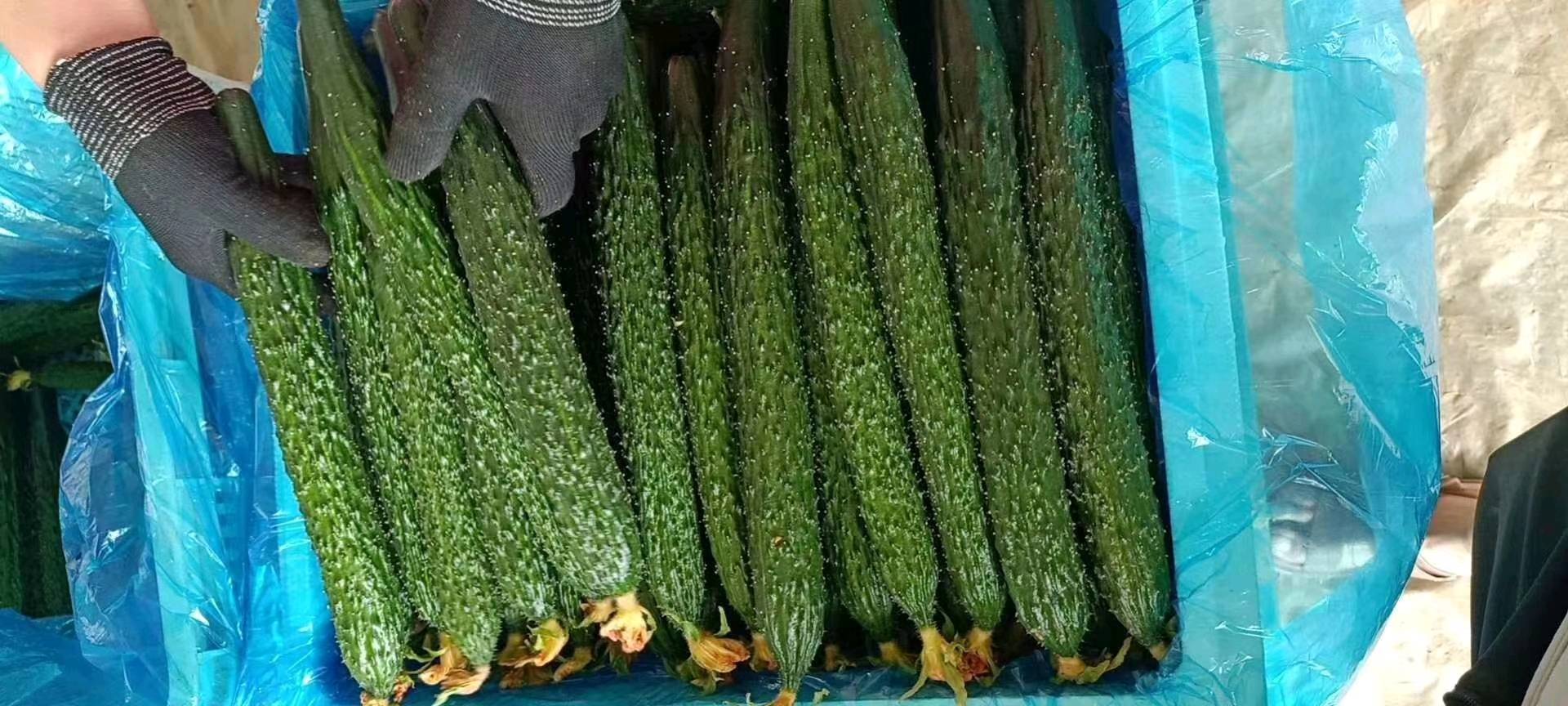山东莘县油亮密刺黄瓜陆续上市！量大质优！！！202595