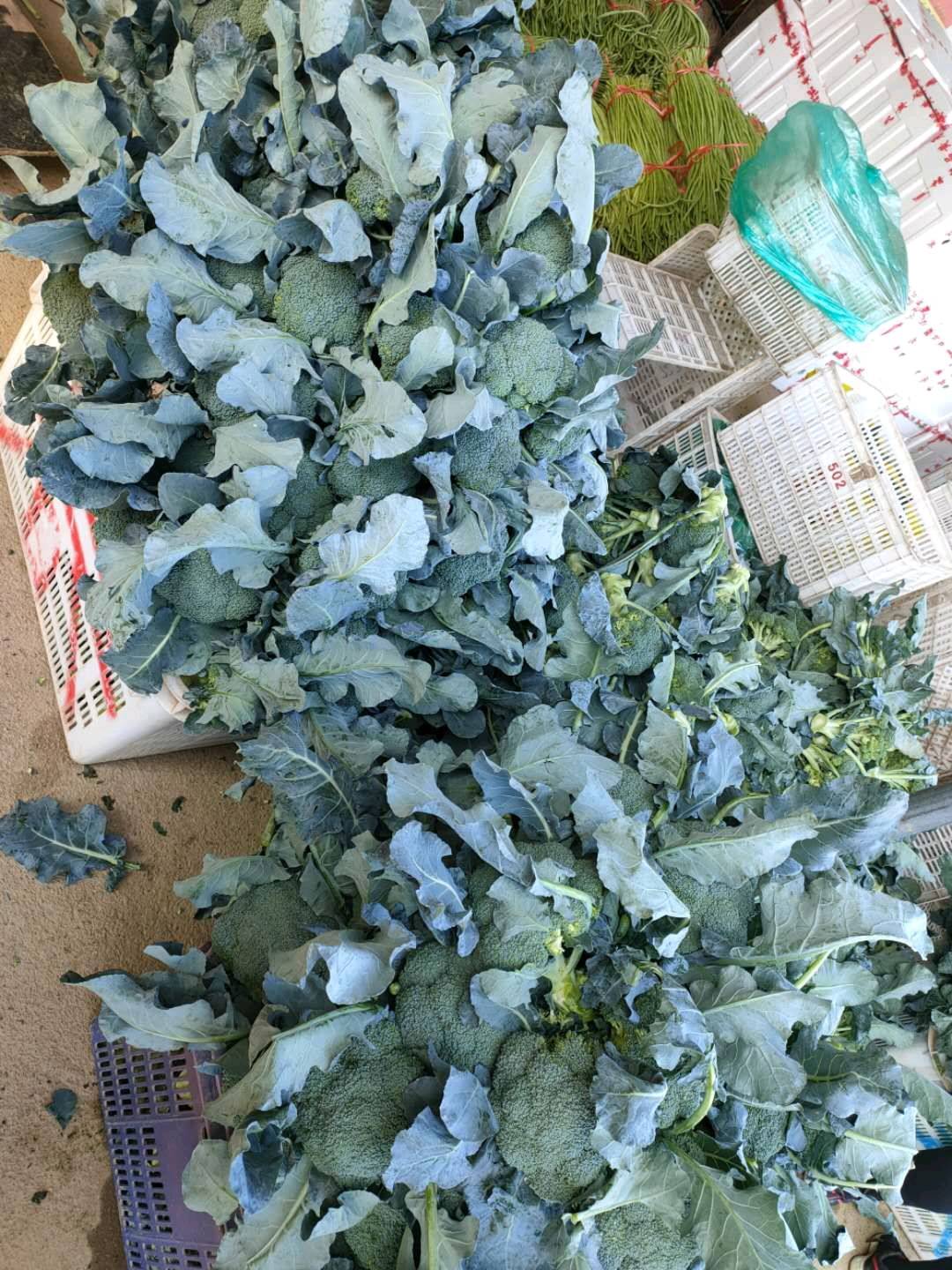 联系方式，20242024088大量供货西兰花需要货源老