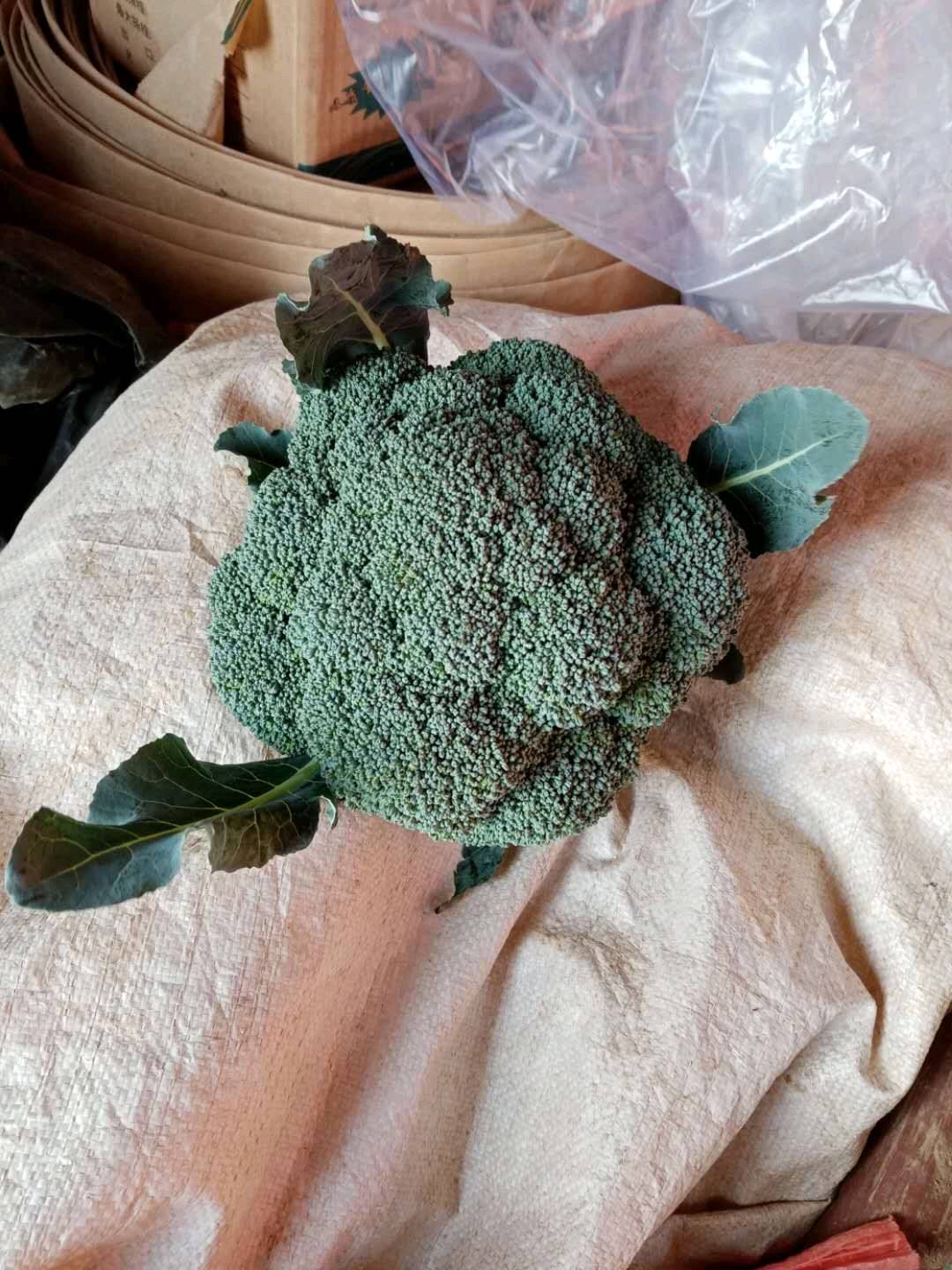 大批量西兰花上市，花型好，小米粒，无黑点，可现场采购，新