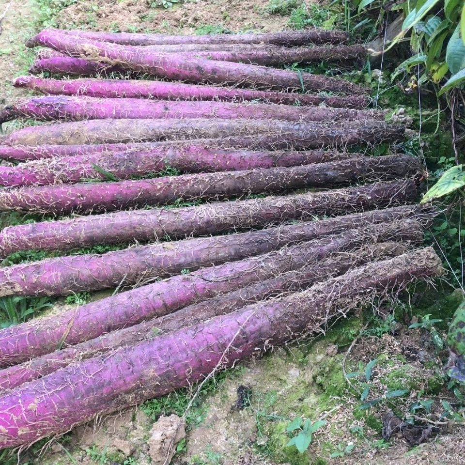 紫玉淮山种子0.95一棵，50棵起卖，202520256
