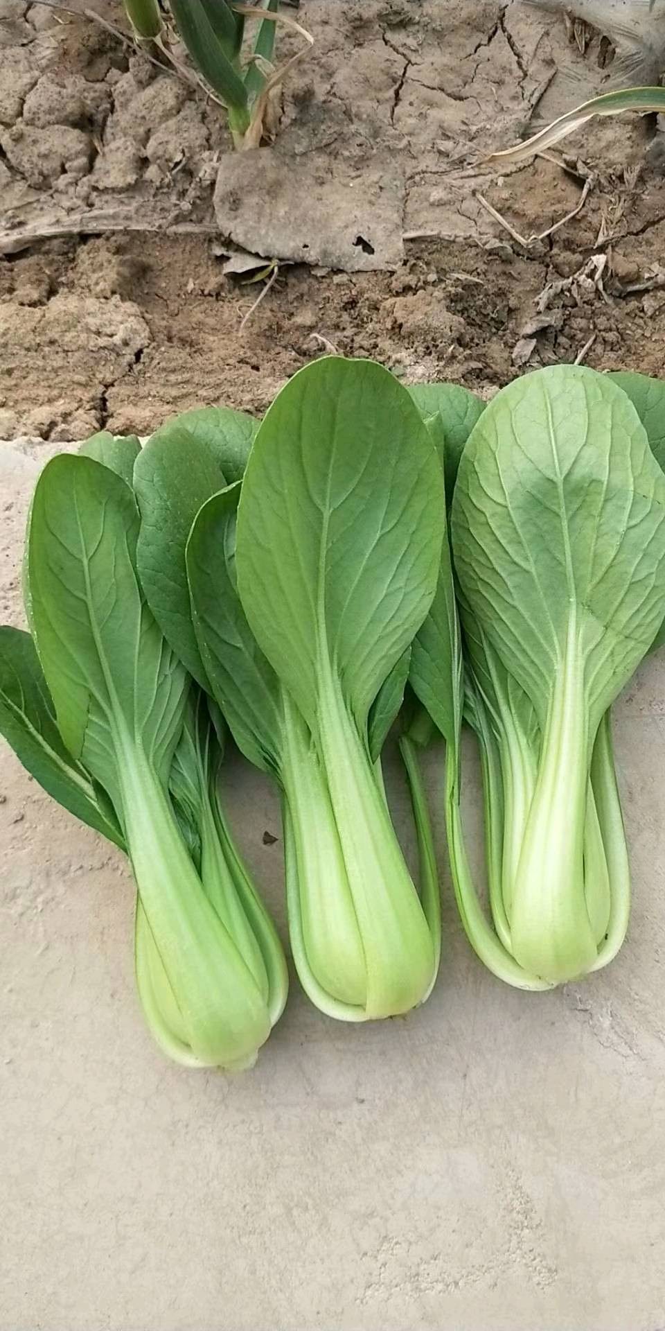 精品蔬菜，电话20242024757