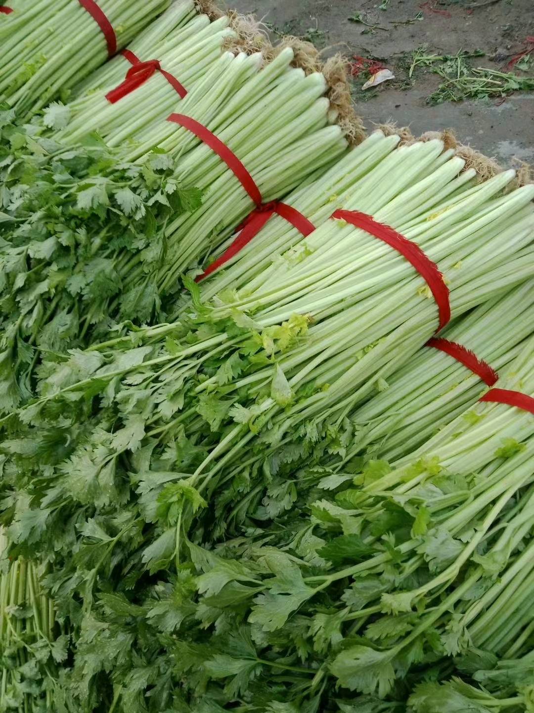 山东密植西芹货源充足价格便宜。