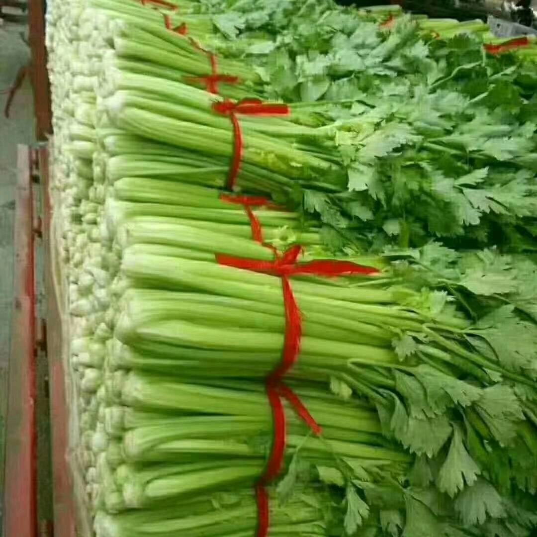 河北邯郸蔬菜产地市场，精品芹菜，货源充足，蔬菜品种多，1