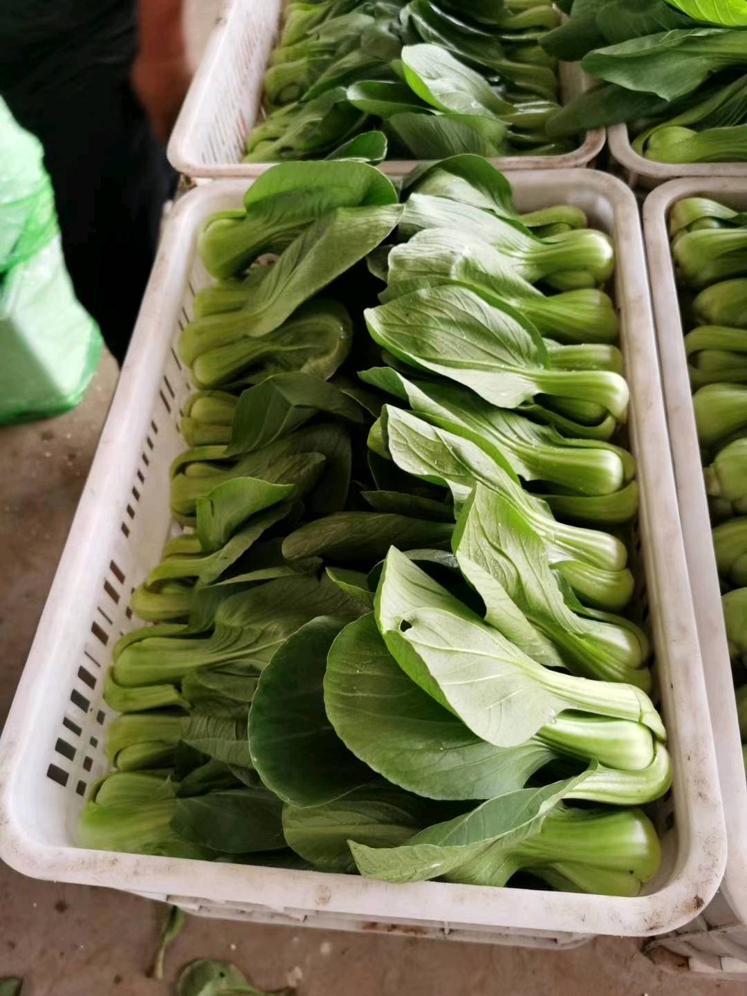 精品小油菜，上海青，货源充足，供应超市，发往全国各地，蔬