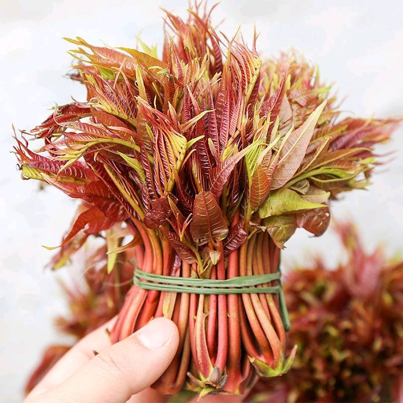 香椿芽，野生香椿嫩芽