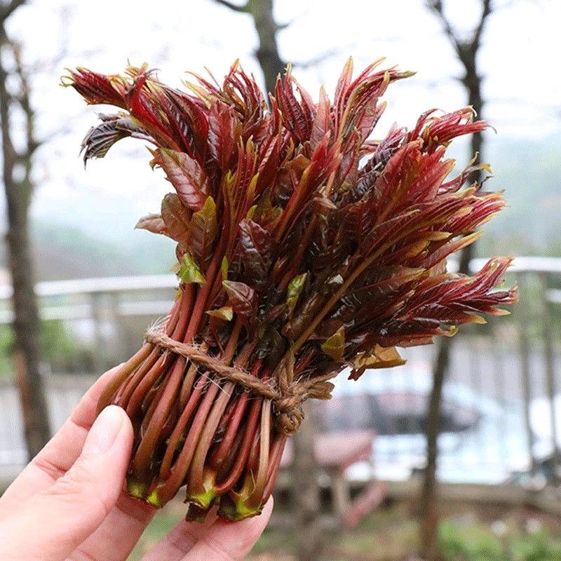 野生香椿芽，20242024105（电话微信同号）