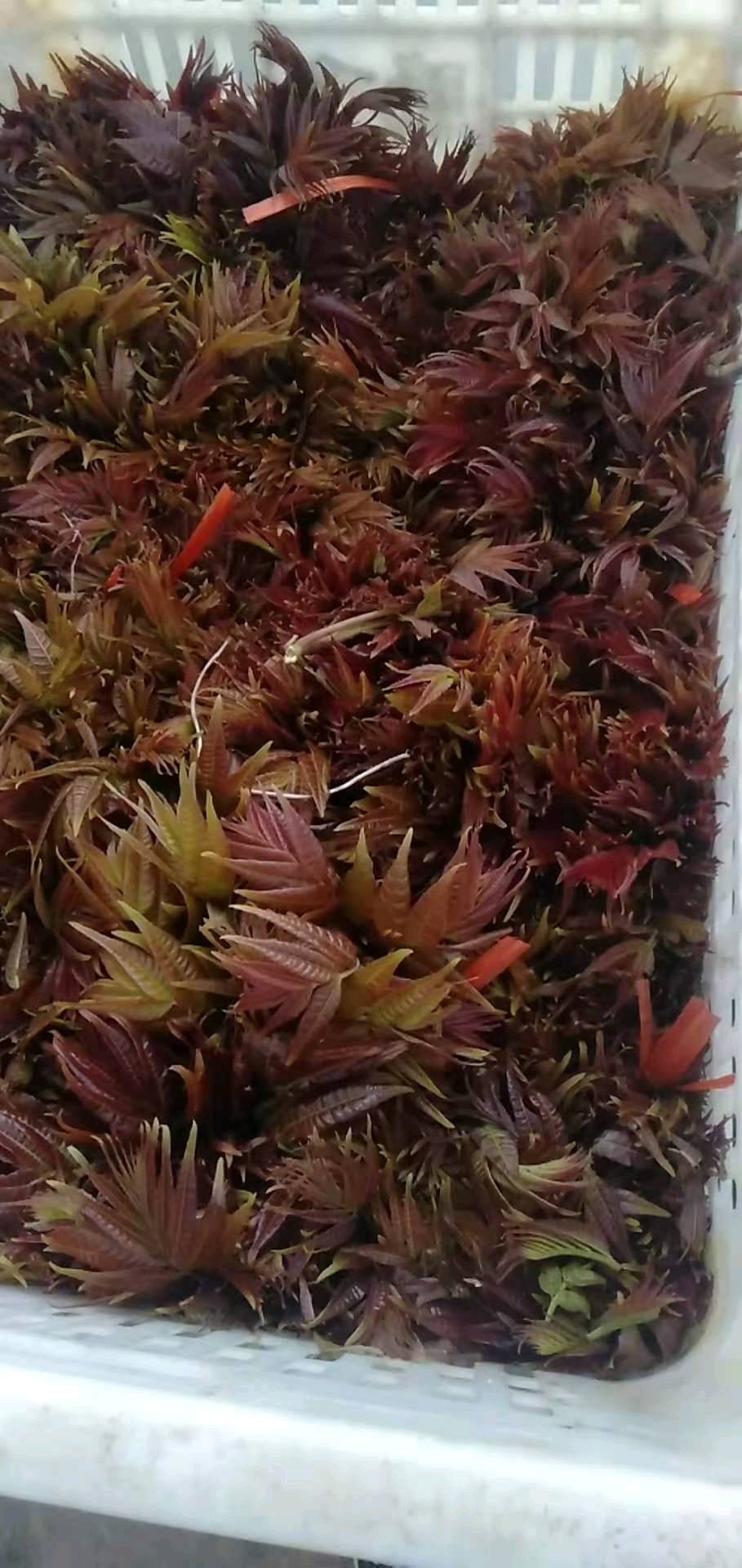 新泰市放城镇马家寨子香椿芽已经正式上市！欢迎来电资询！1