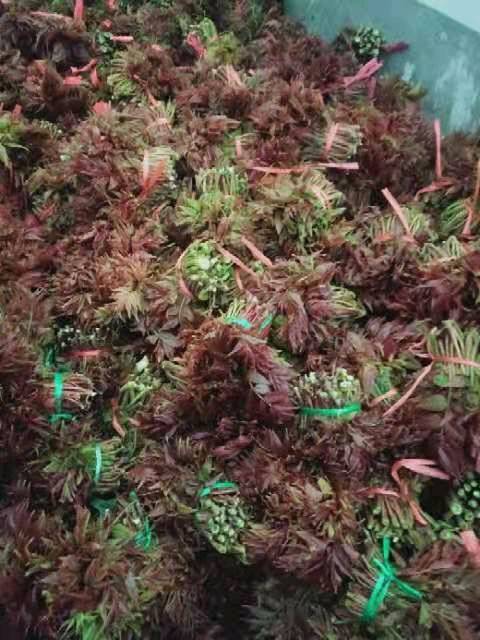 新泰市放城镇马家寨子村香椿芽，已经大量上市，欢迎来电咨询