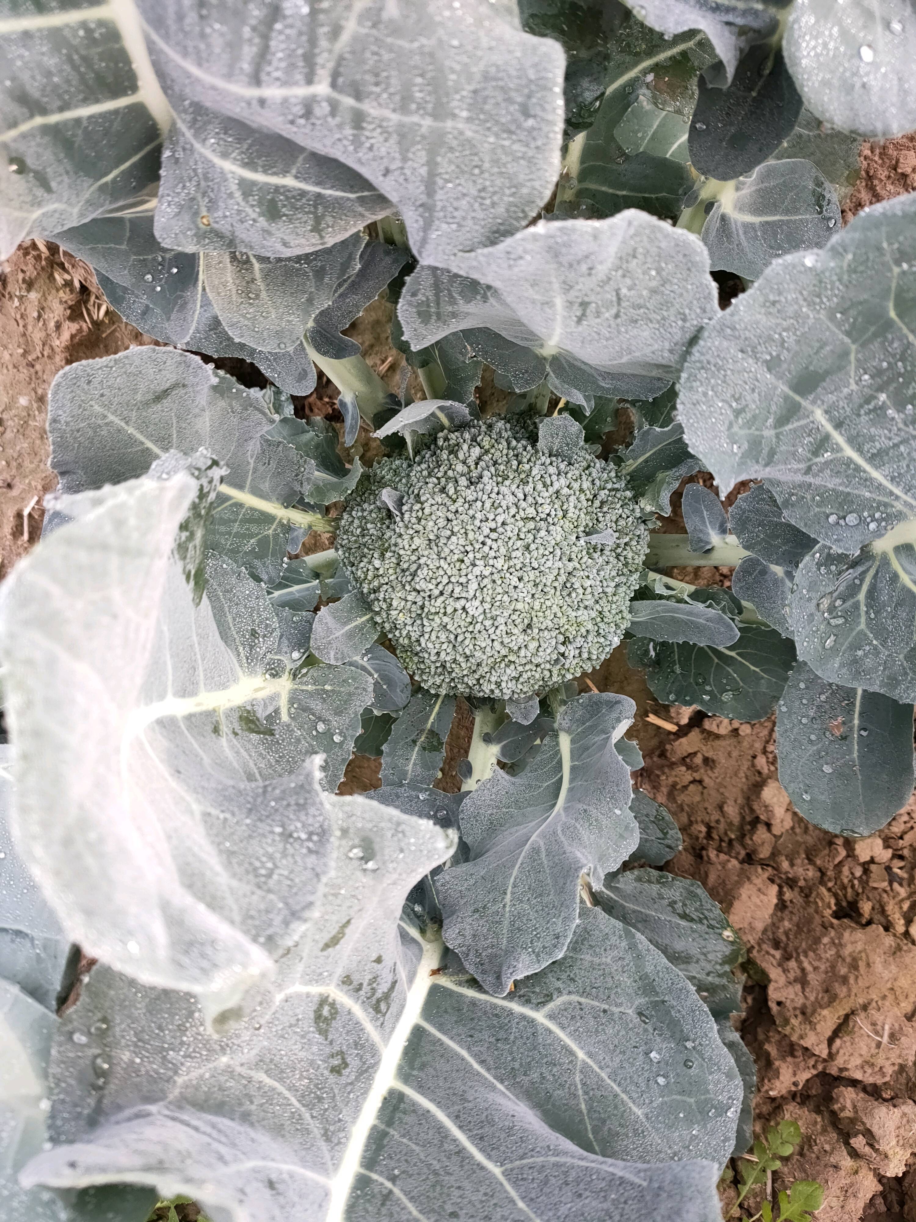 高品质西蓝花10号以后大量上市，配套有大型冷库，同时可提