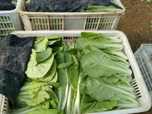 我们是山东万亩蔬菜基地的,蔬菜大棚约2025多个，主要供